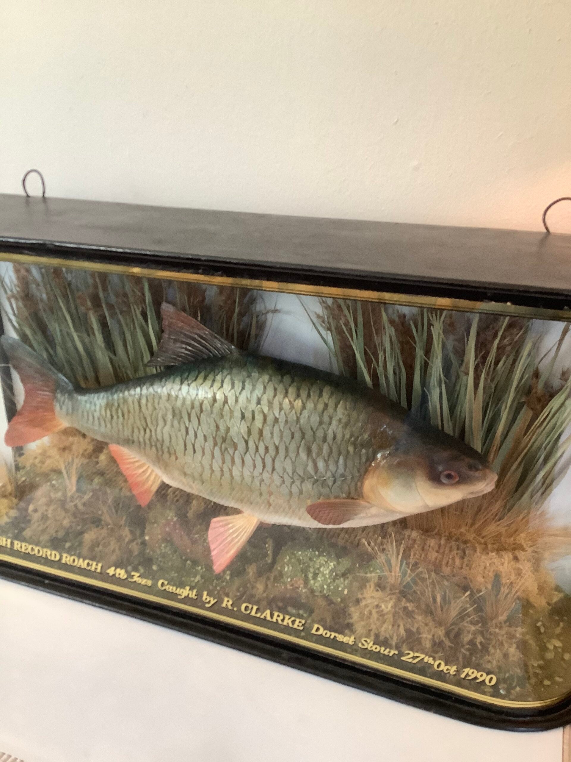 A stunning Glass Dombed Cased Hand painted cast of the “British record Roach 4lb 3ozs