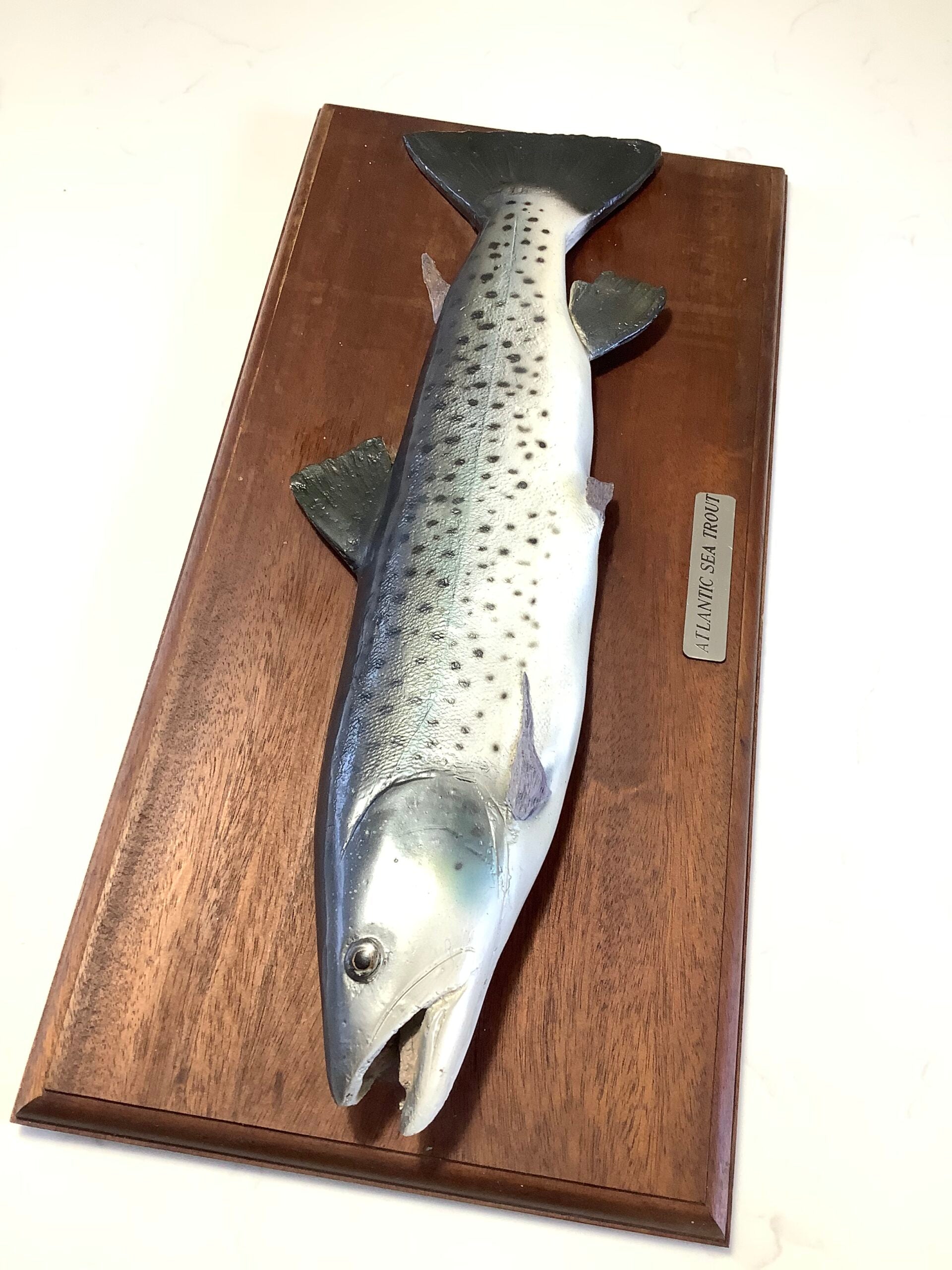 Atlantic Sea-Trout on Mahogany Board