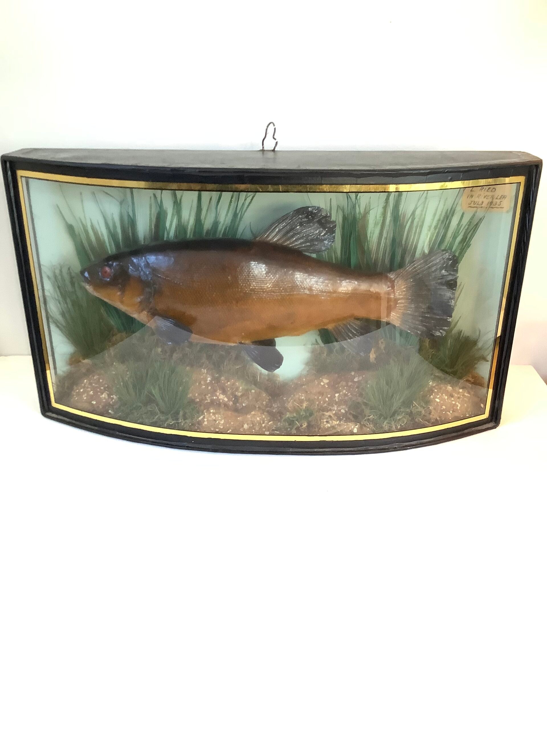 RARE Antique Taxidermy TENCH 1935 Caught from the River Lea