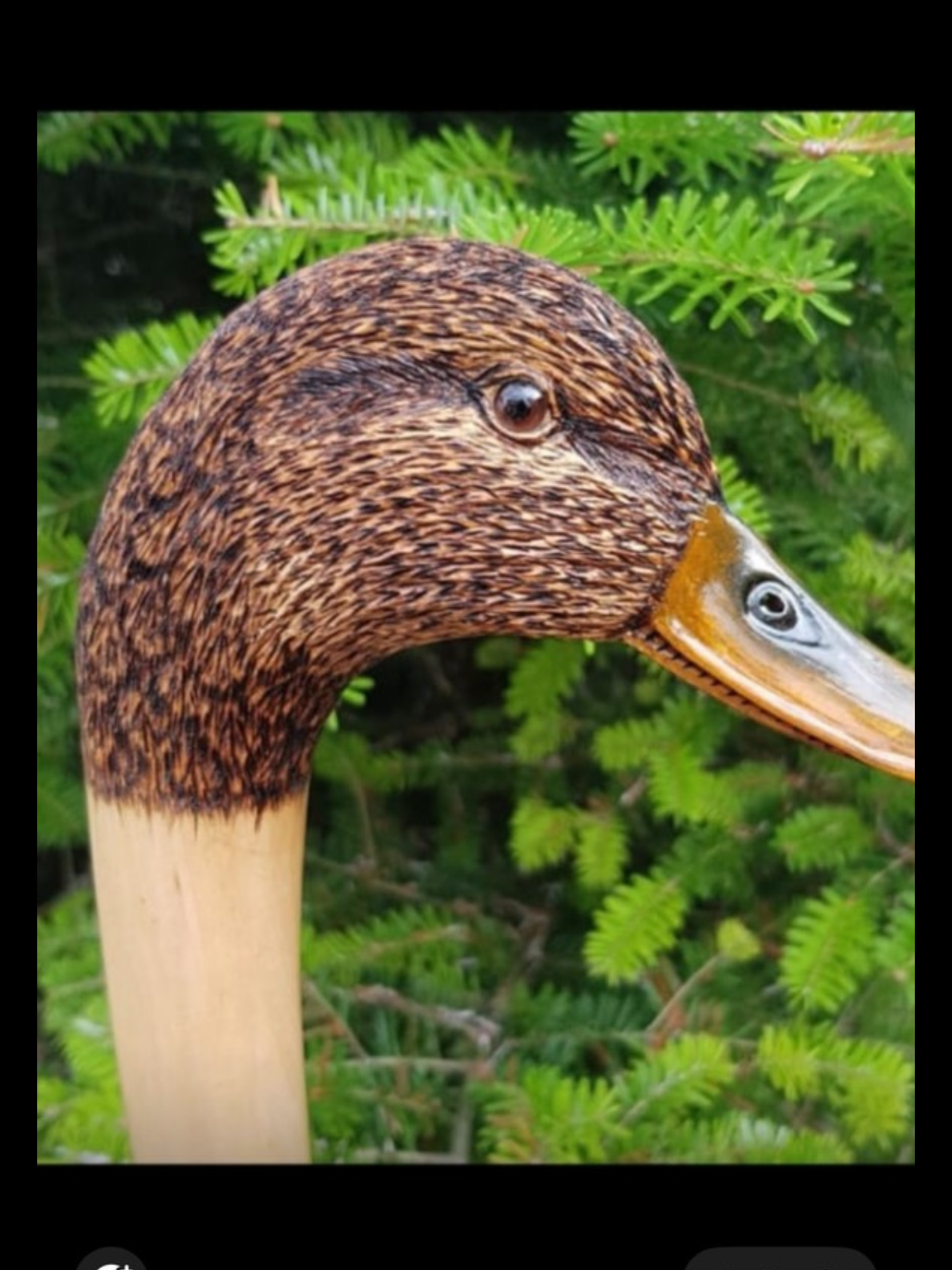 IAN TAYLOR HAND CRAFTED MALLARD WALKING STICK Maker to The Royals Celebrates