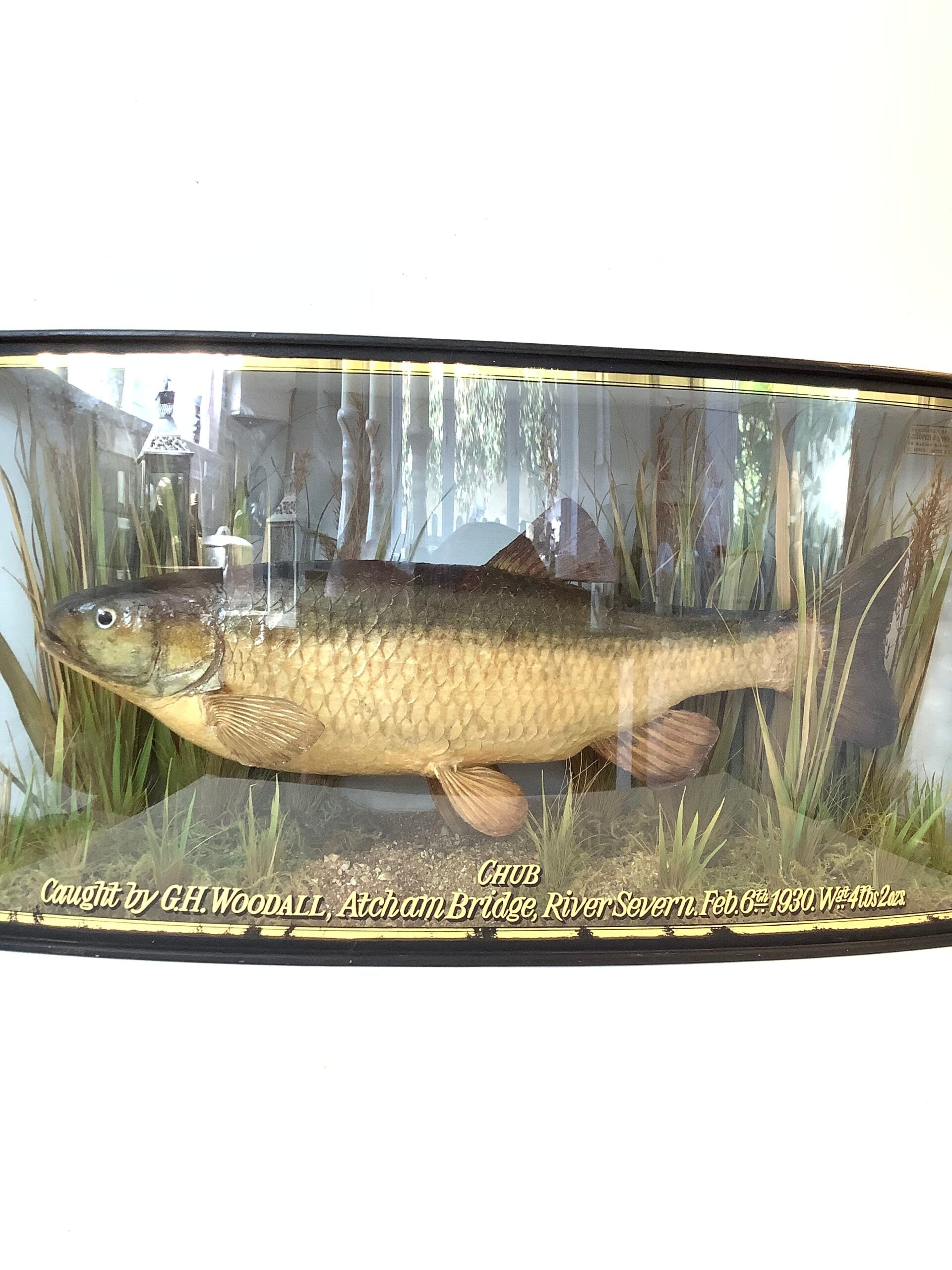 Antique COOPER Cased CHUB 1930 Wgt 4 lbs 2 ozs