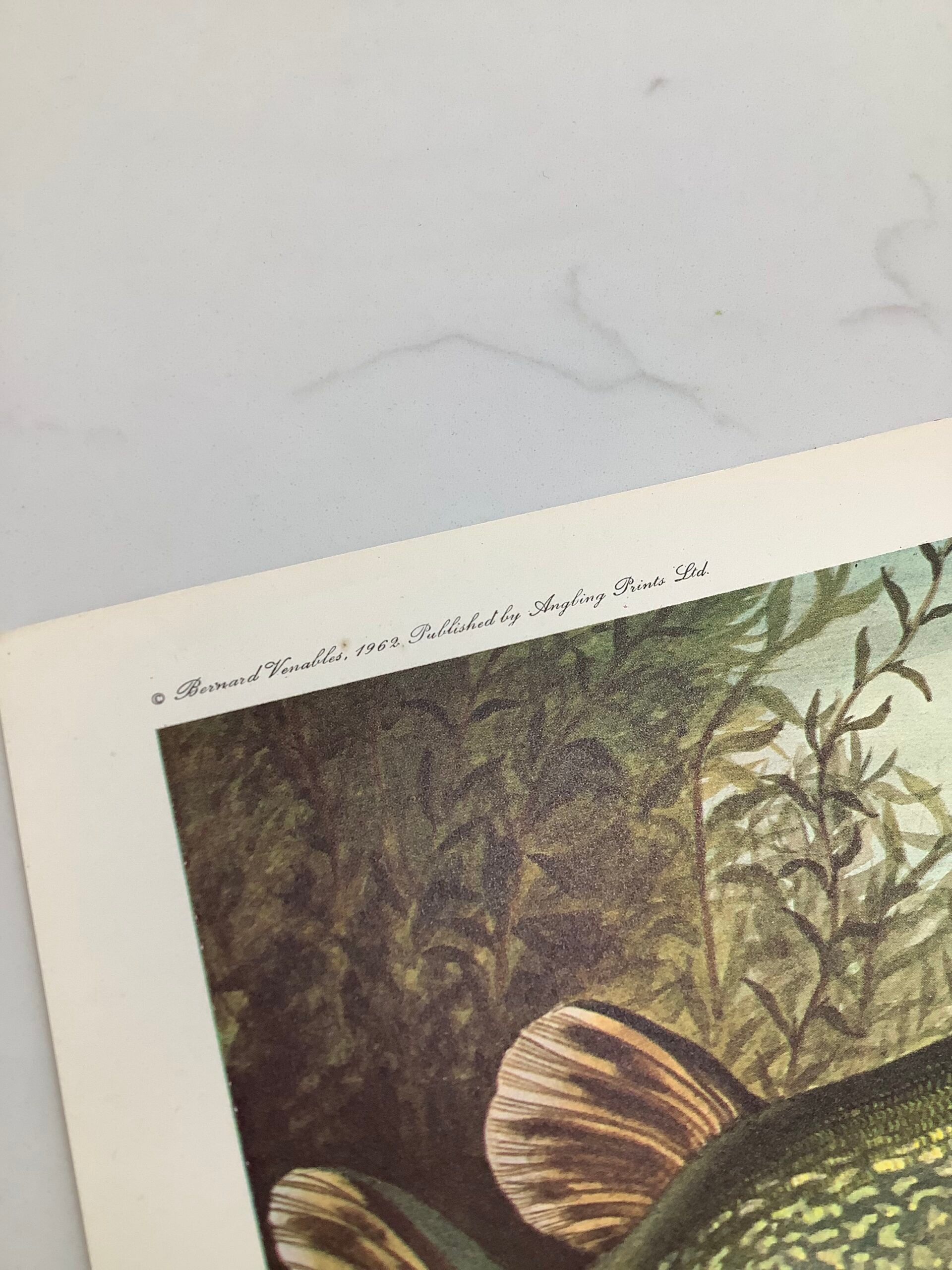 Bernard Venables 1962 Angling Picture Prints of The Carp Pike