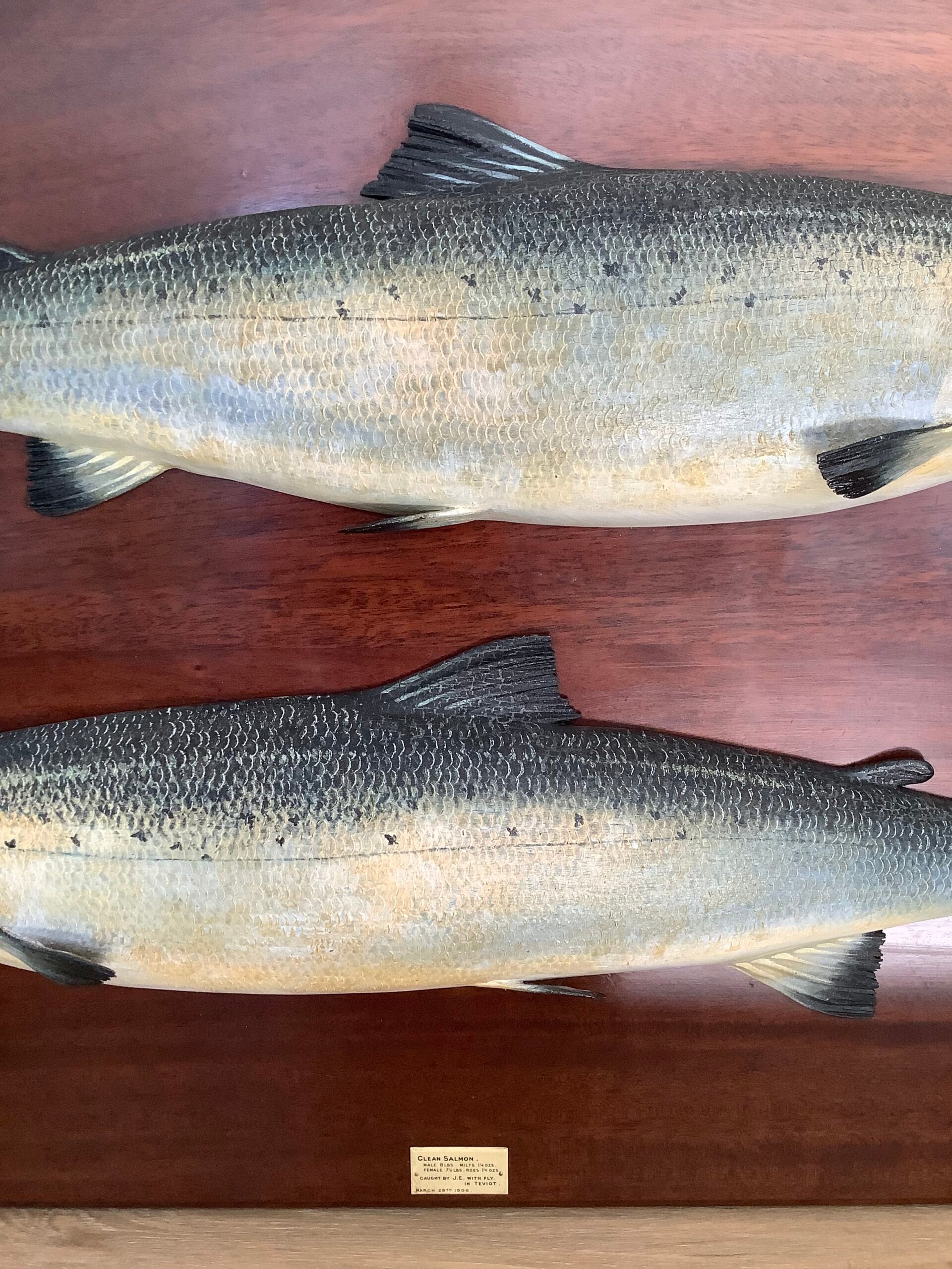 Antique Pair of Fochabers Atlantic Salmon a Hen Cock Fish set in Sinister Dexter positions 1906