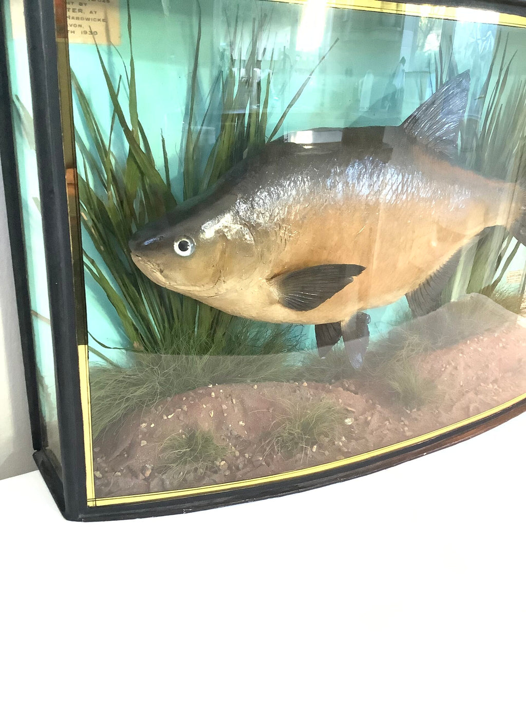 J. COOPER Sons Glass Cased “ BRONZE BREAM “ 1930
