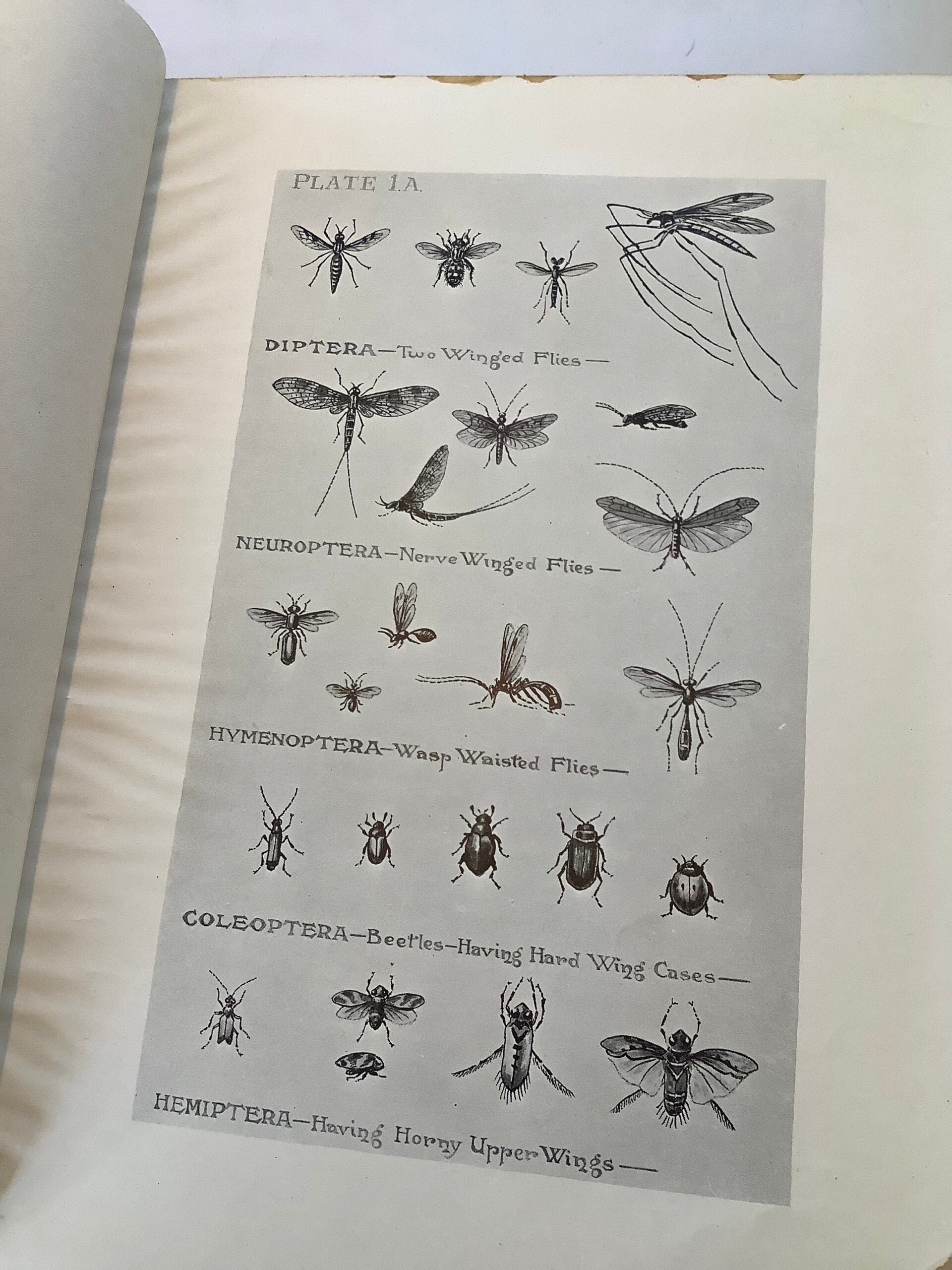 Rare The Natural Trout Fly and it’s Imitation by Leonard West
