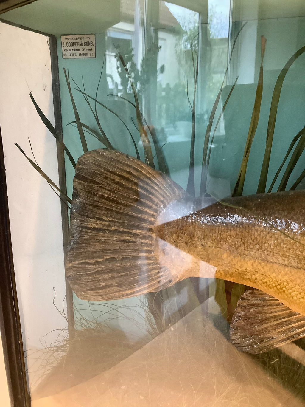 J.COOPER Cased TENCH 4 1/2lb from Christchurch 1927