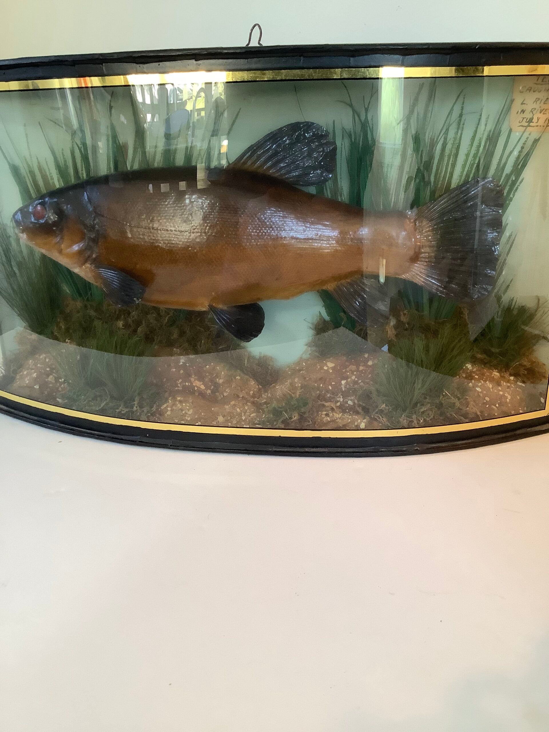 RARE Antique Taxidermy TENCH 1935 Caught from the River Lea