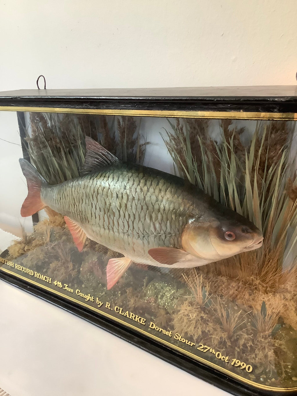 A stunning Glass Dombed Cased Hand painted cast of the “British record Roach 4lb 3ozs