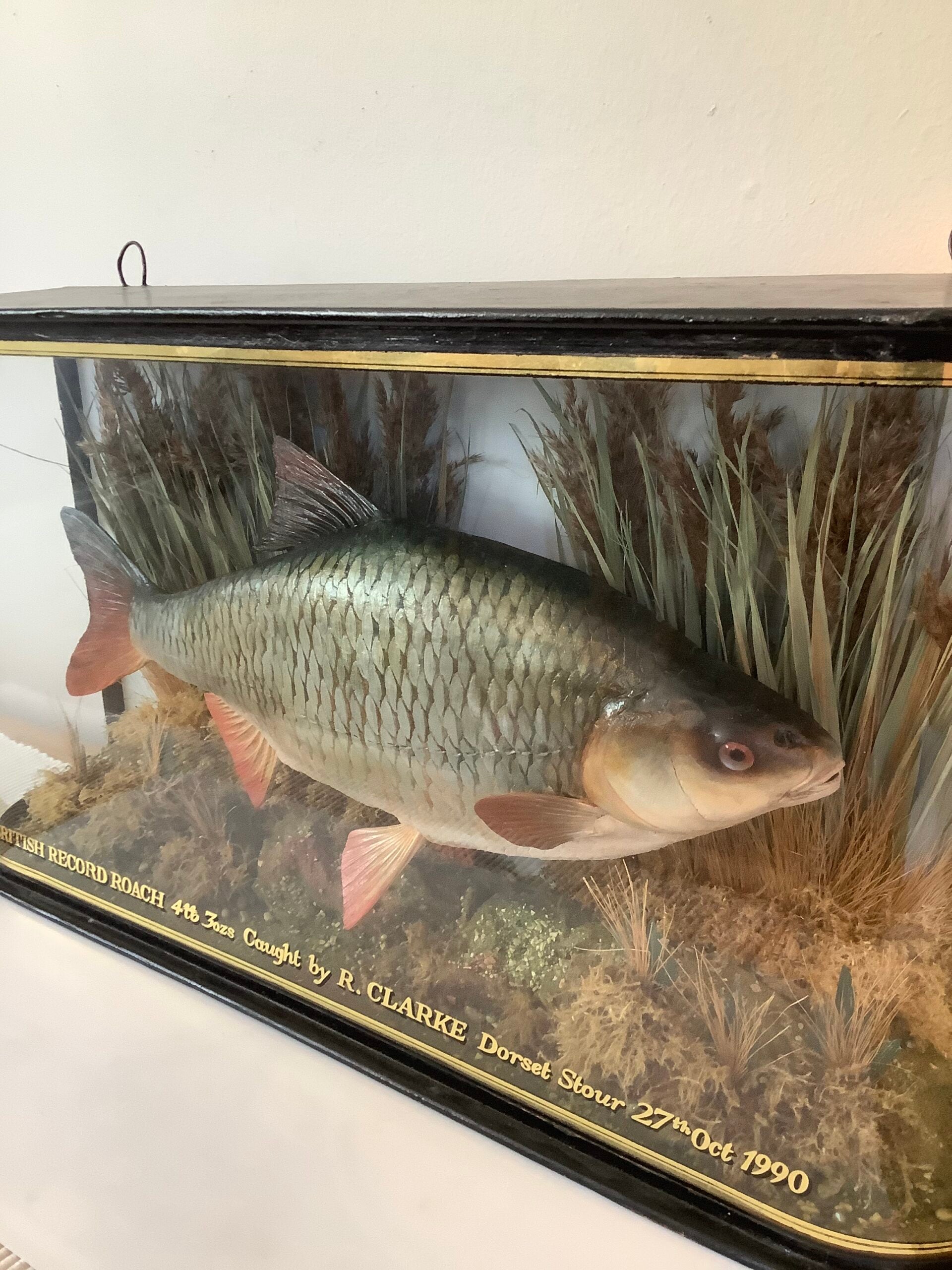 A stunning Glass Dombed Cased Hand painted cast of the “British record Roach 4lb 3ozs