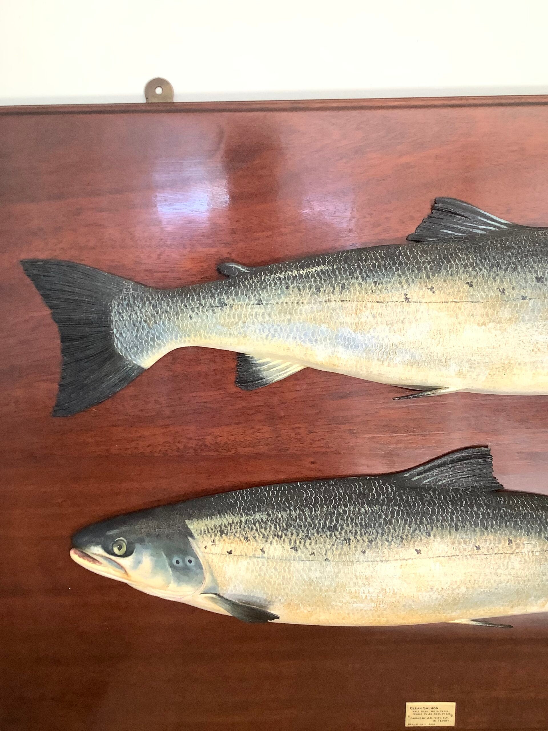 Antique Pair of Fochabers Atlantic Salmon a Hen Cock Fish set in Sinister Dexter positions 1906