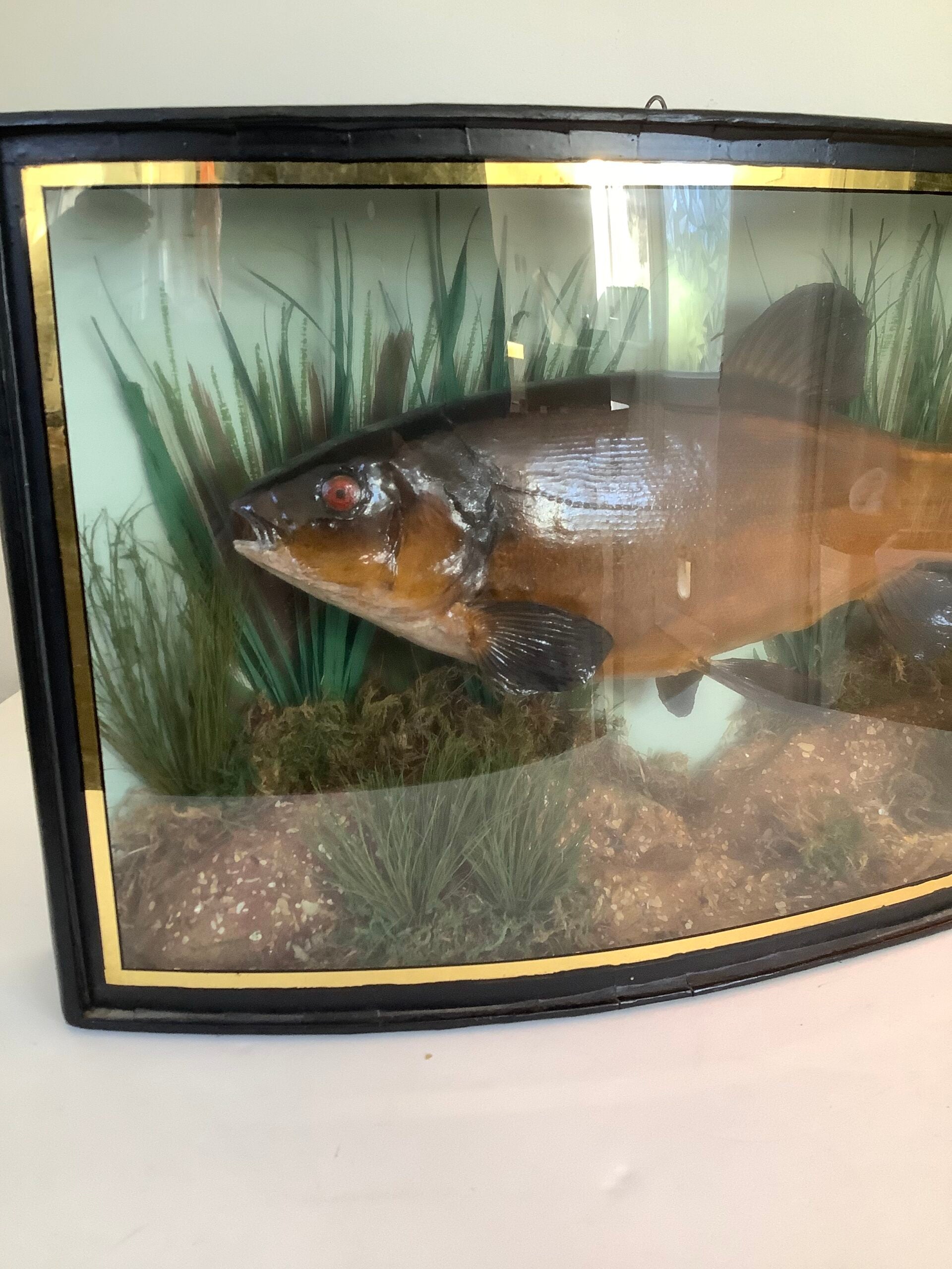 RARE Antique Taxidermy TENCH 1935 Caught from the River Lea