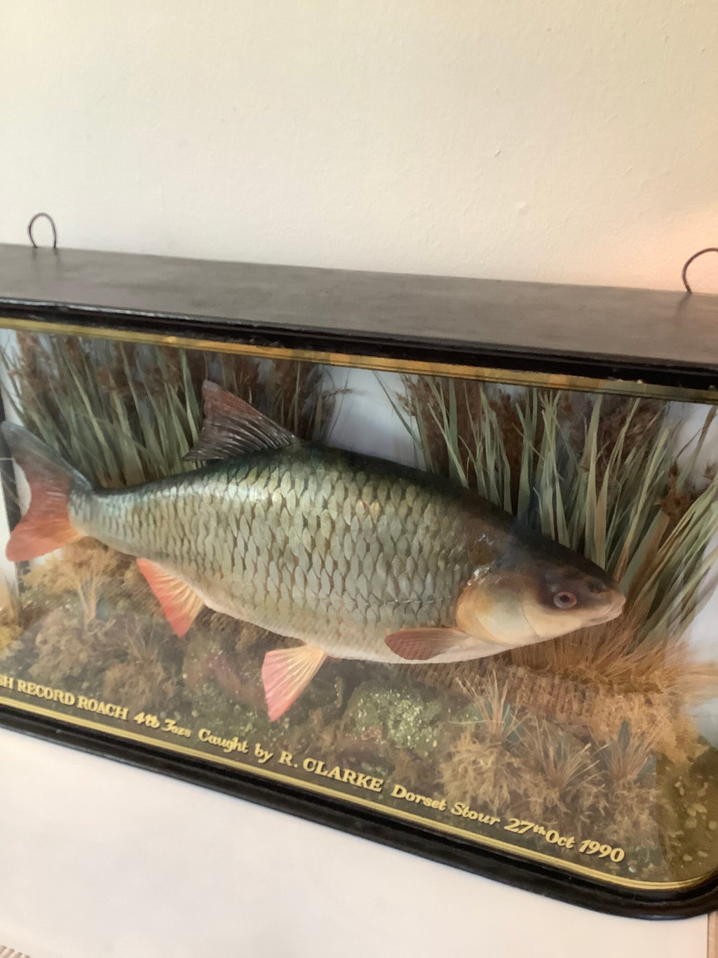 A stunning Glass Dombed Cased Hand painted cast of the “British record Roach 4lb 3ozs