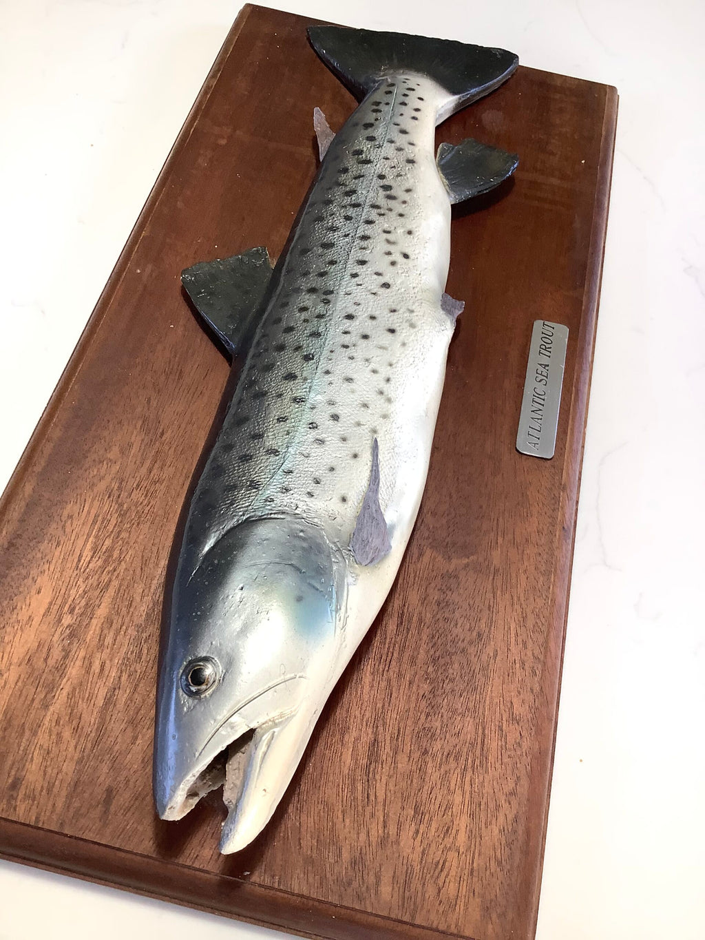 Atlantic Sea-Trout on Mahogany Board