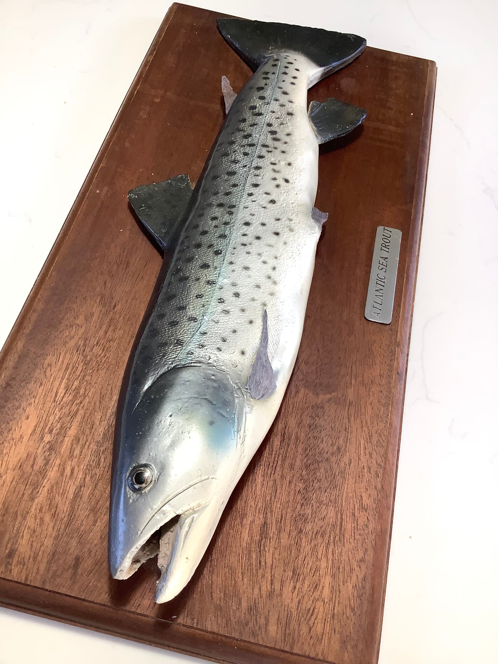 Atlantic Sea-Trout on Mahogany Board