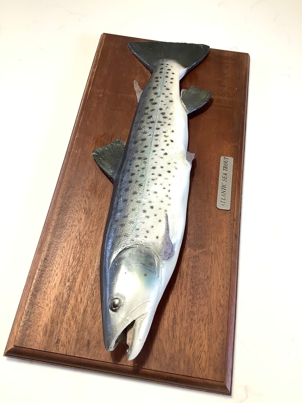 Atlantic Sea-Trout on Mahogany Board