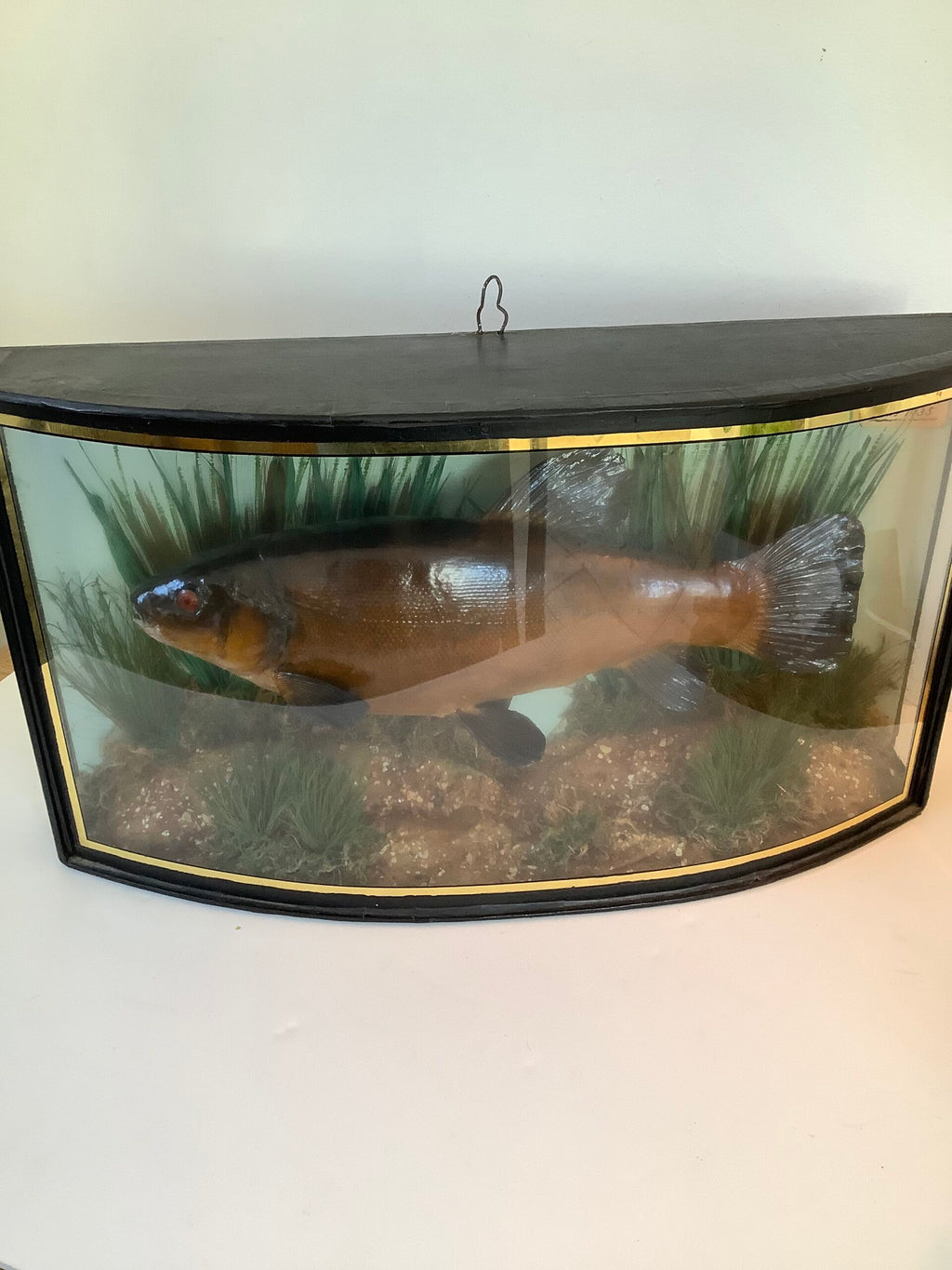 RARE Antique Taxidermy TENCH 1935 Caught from the River Lea