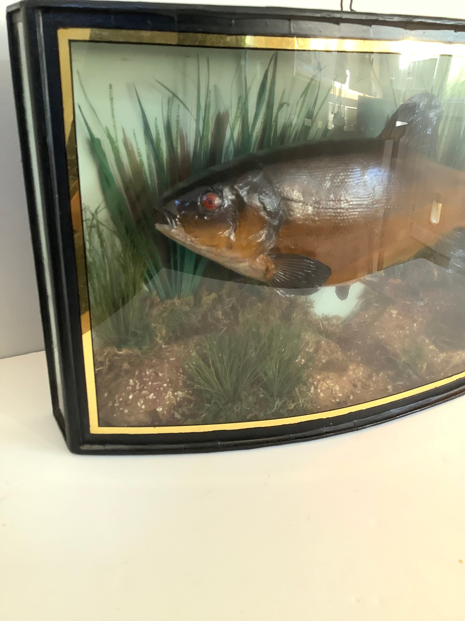 RARE Antique Taxidermy TENCH 1935 Caught from the River Lea