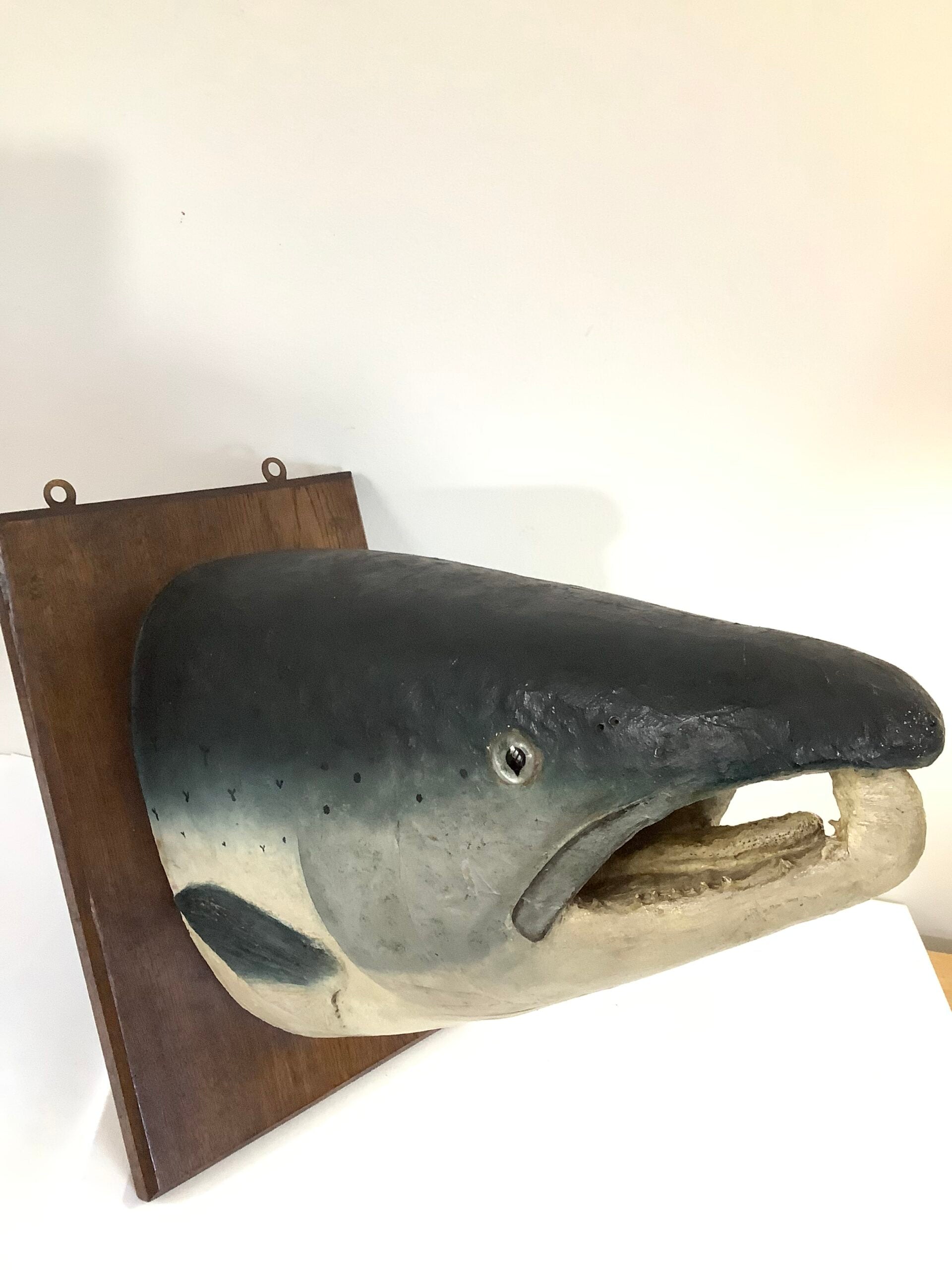 Antique Large Atlantic Salmon Head Wall Mount By A.J PONCHAUD TAXIDERMIST
