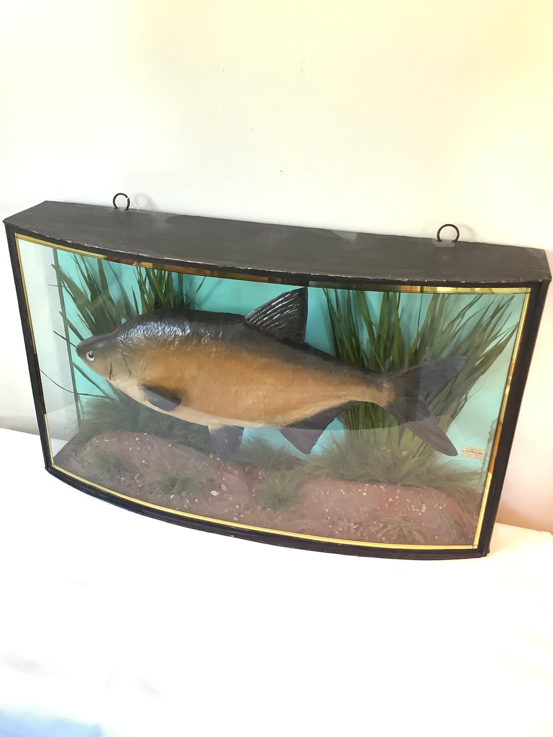 J. COOPER Sons Glass Cased “ BRONZE BREAM “ 1930