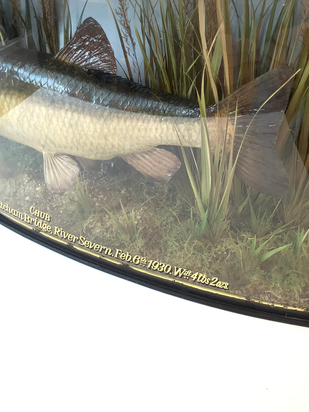 Antique COOPER Cased CHUB 1930 Wgt 4 lbs 2 ozs
