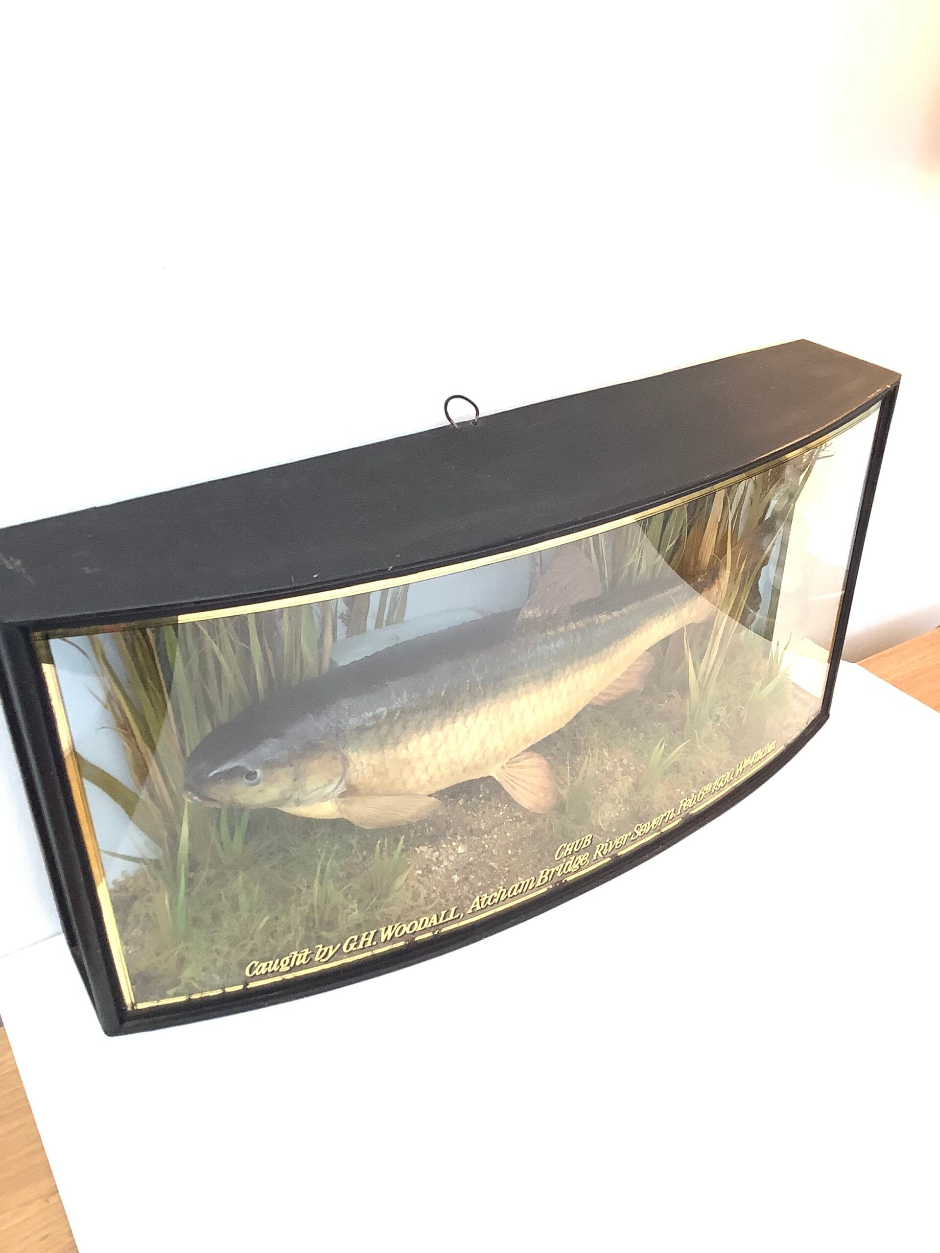 Antique COOPER Cased CHUB 1930 Wgt 4 lbs 2 ozs