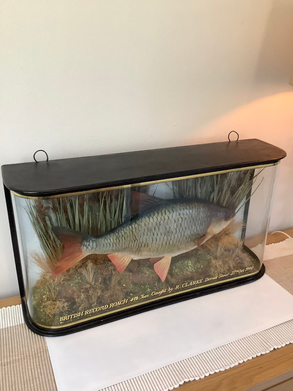 A stunning Glass Dombed Cased Hand painted cast of the “British record Roach 4lb 3ozs