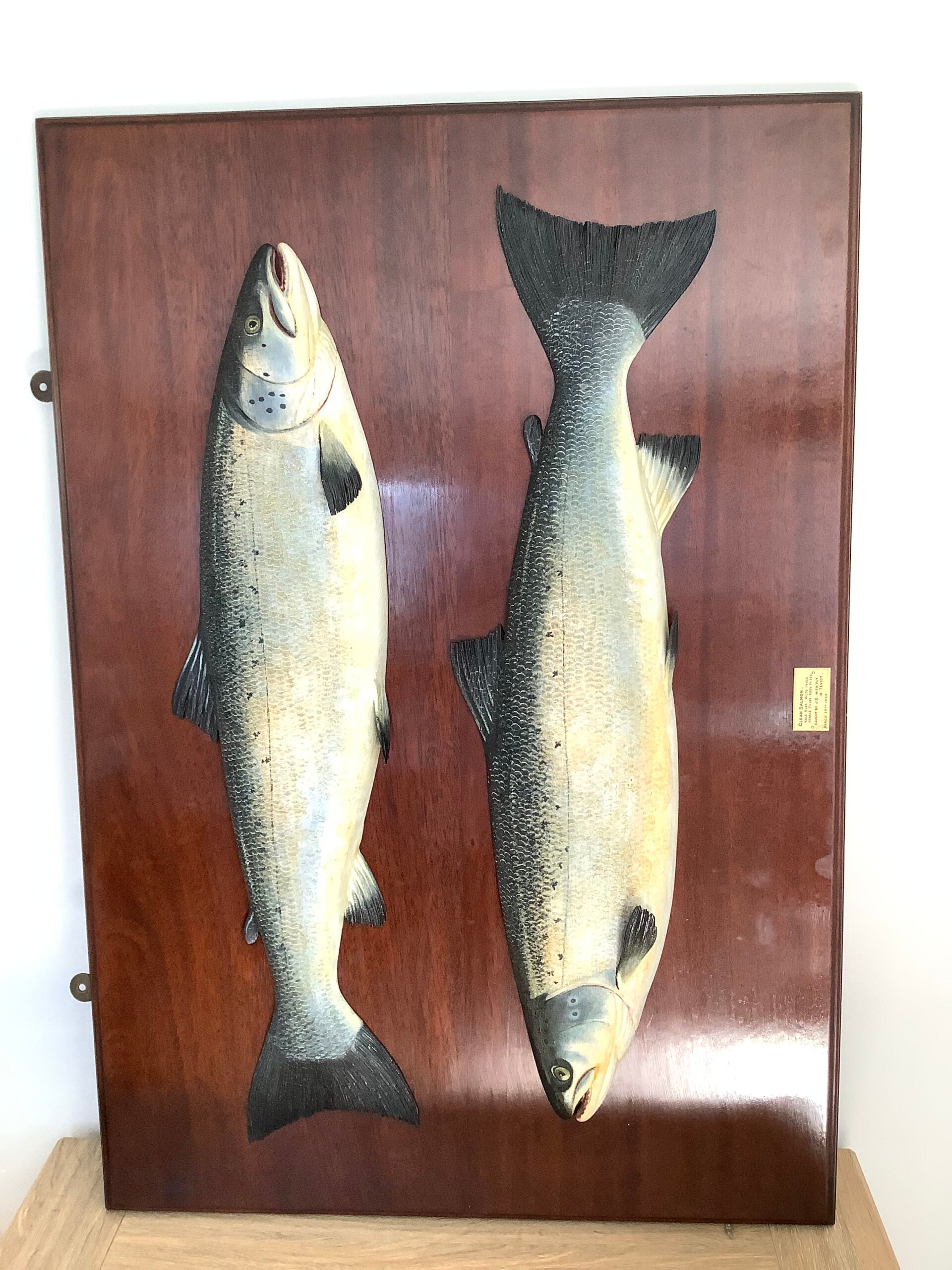 Antique Pair of Fochabers Atlantic Salmon a Hen Cock Fish set in Sinister Dexter positions 1906