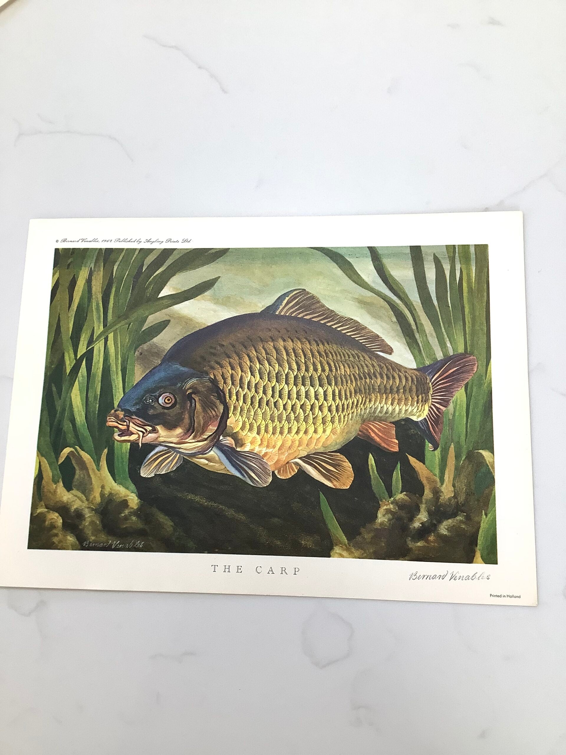 Bernard Venables 1962 Angling Picture Prints of The Carp Pike