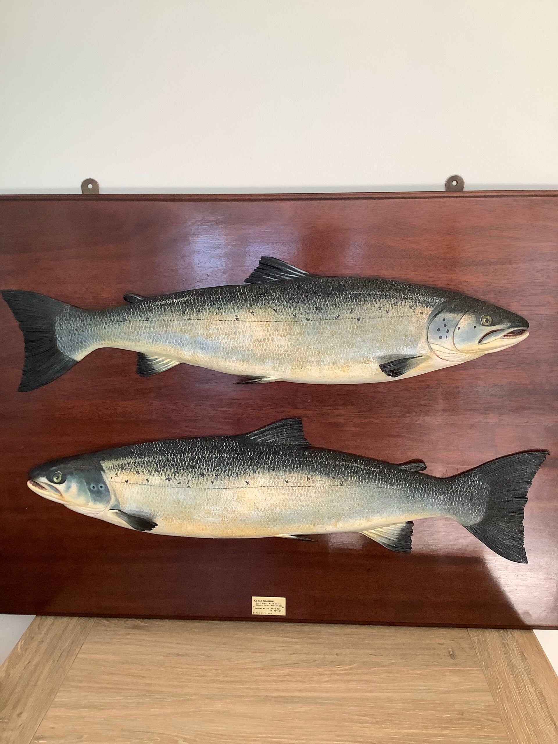 Antique Pair of Fochabers Atlantic Salmon a Hen Cock Fish set in Sinister Dexter positions 1906