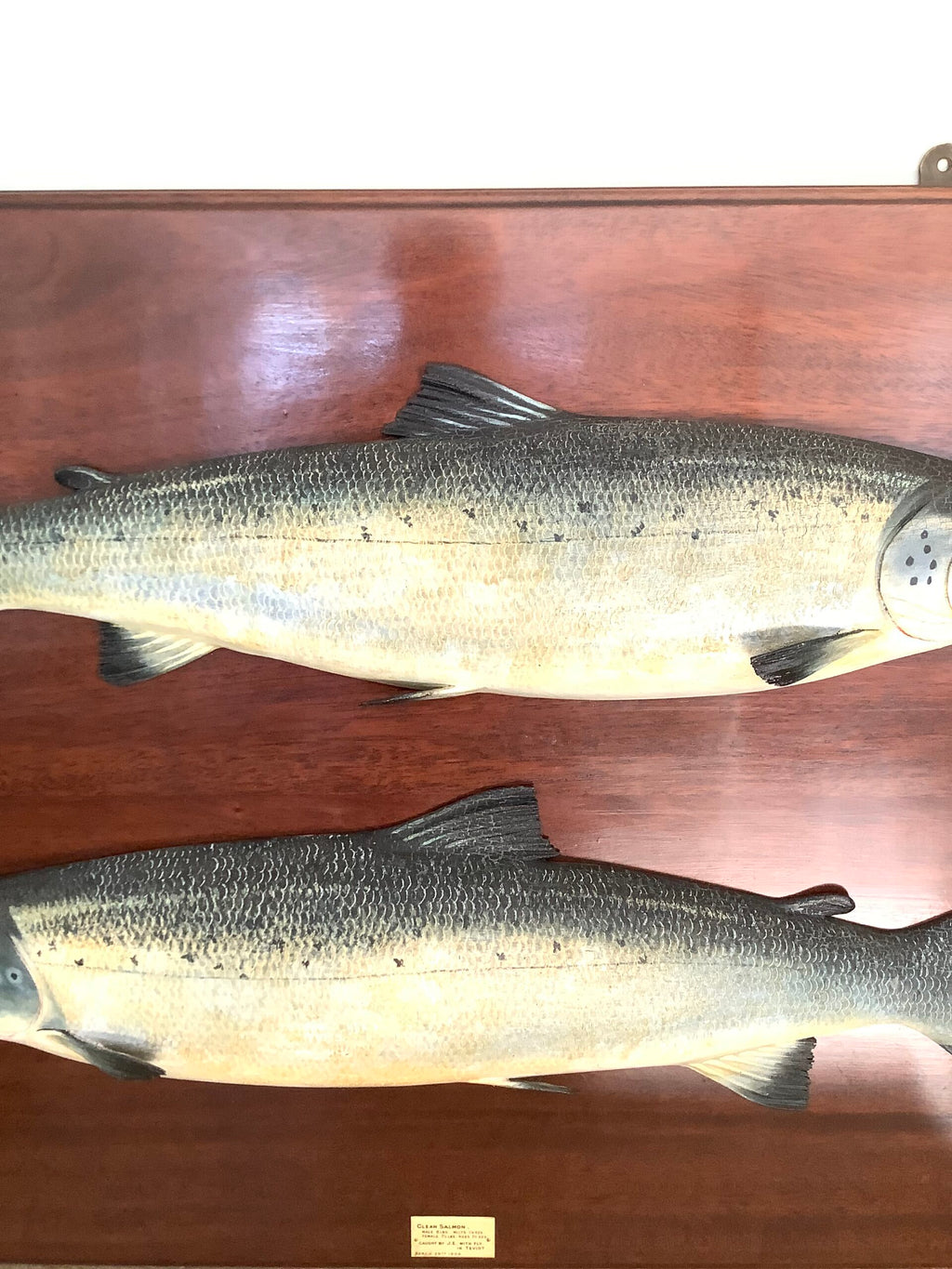 Antique Pair of Fochabers Atlantic Salmon a Hen Cock Fish set in Sinister Dexter positions 1906