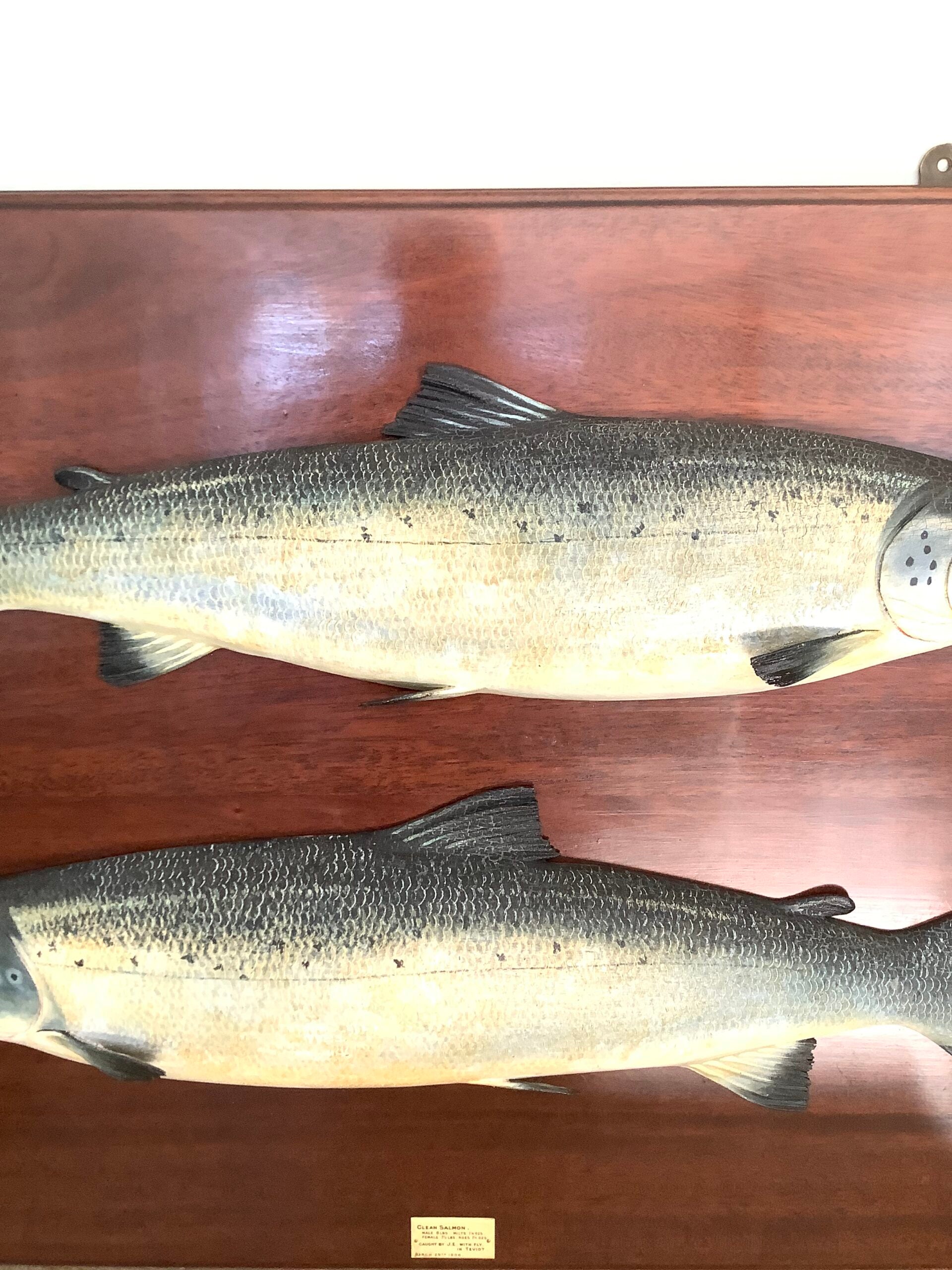 Antique Pair of Fochabers Atlantic Salmon a Hen Cock Fish set in Sinister Dexter positions 1906
