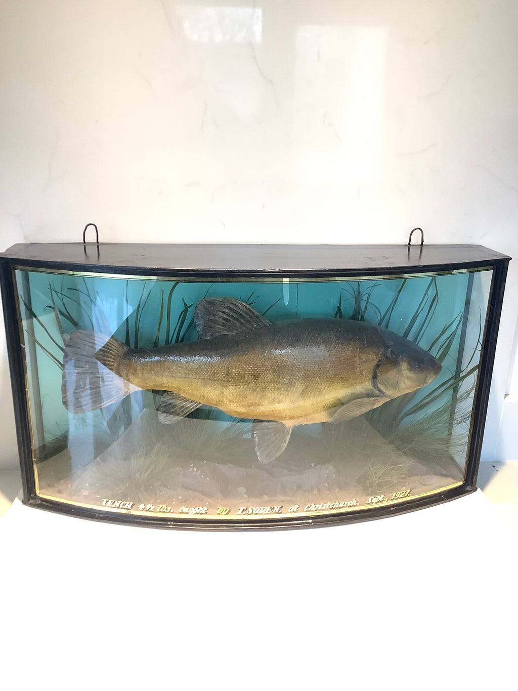 J.COOPER Cased TENCH 4 1/2lb from Christchurch 1927