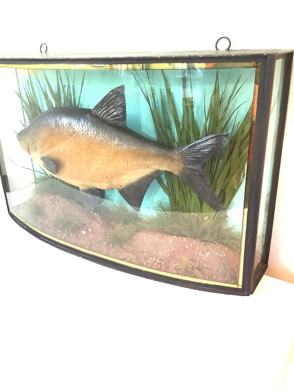 J. COOPER Sons Glass Cased “ BRONZE BREAM “ 1930