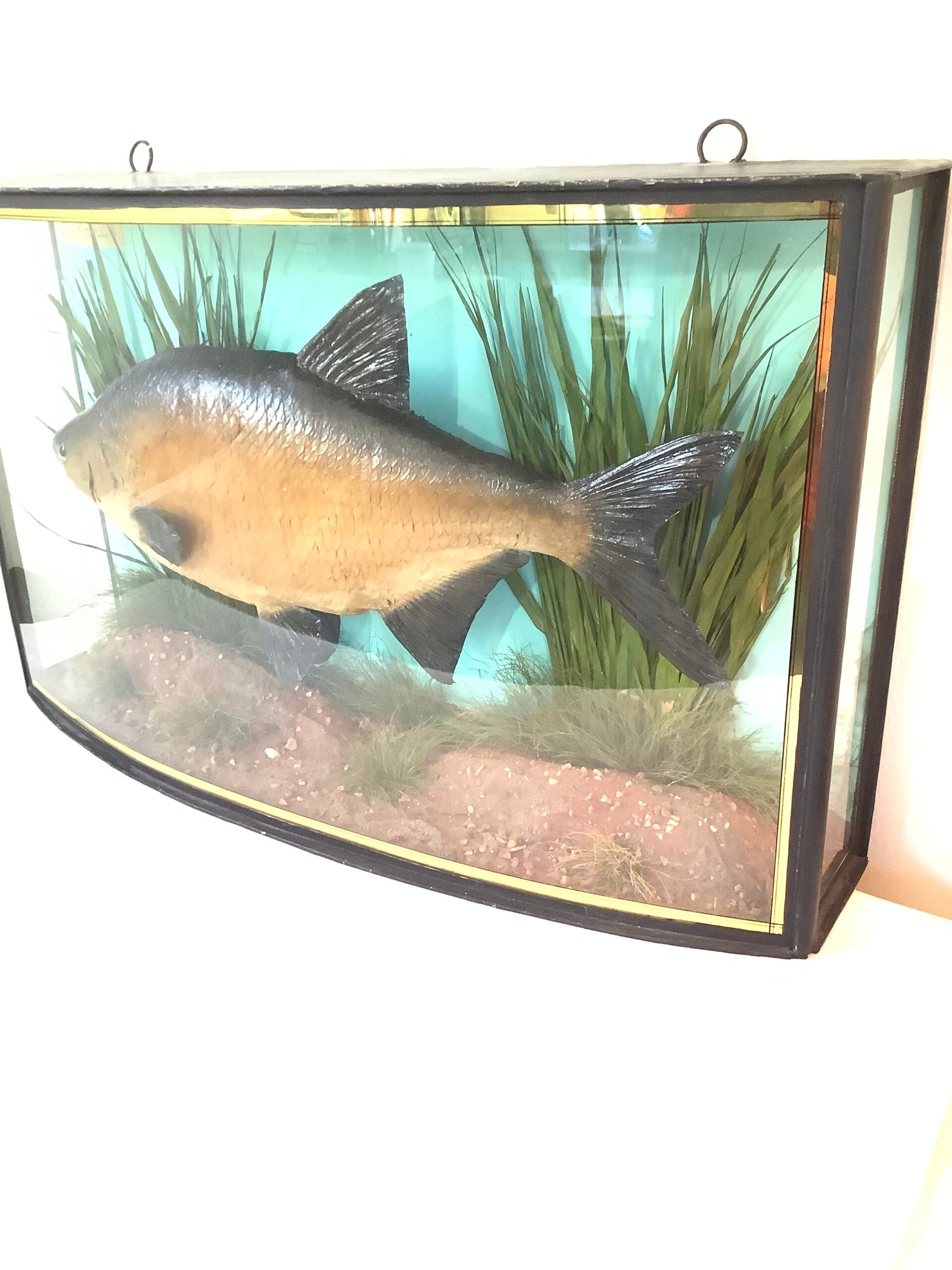 J. COOPER Sons Glass Cased “ BRONZE BREAM “ 1930