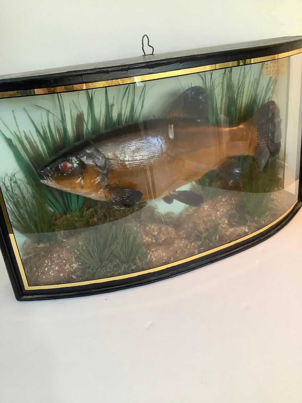 RARE Antique Taxidermy TENCH 1935 Caught from the River Lea