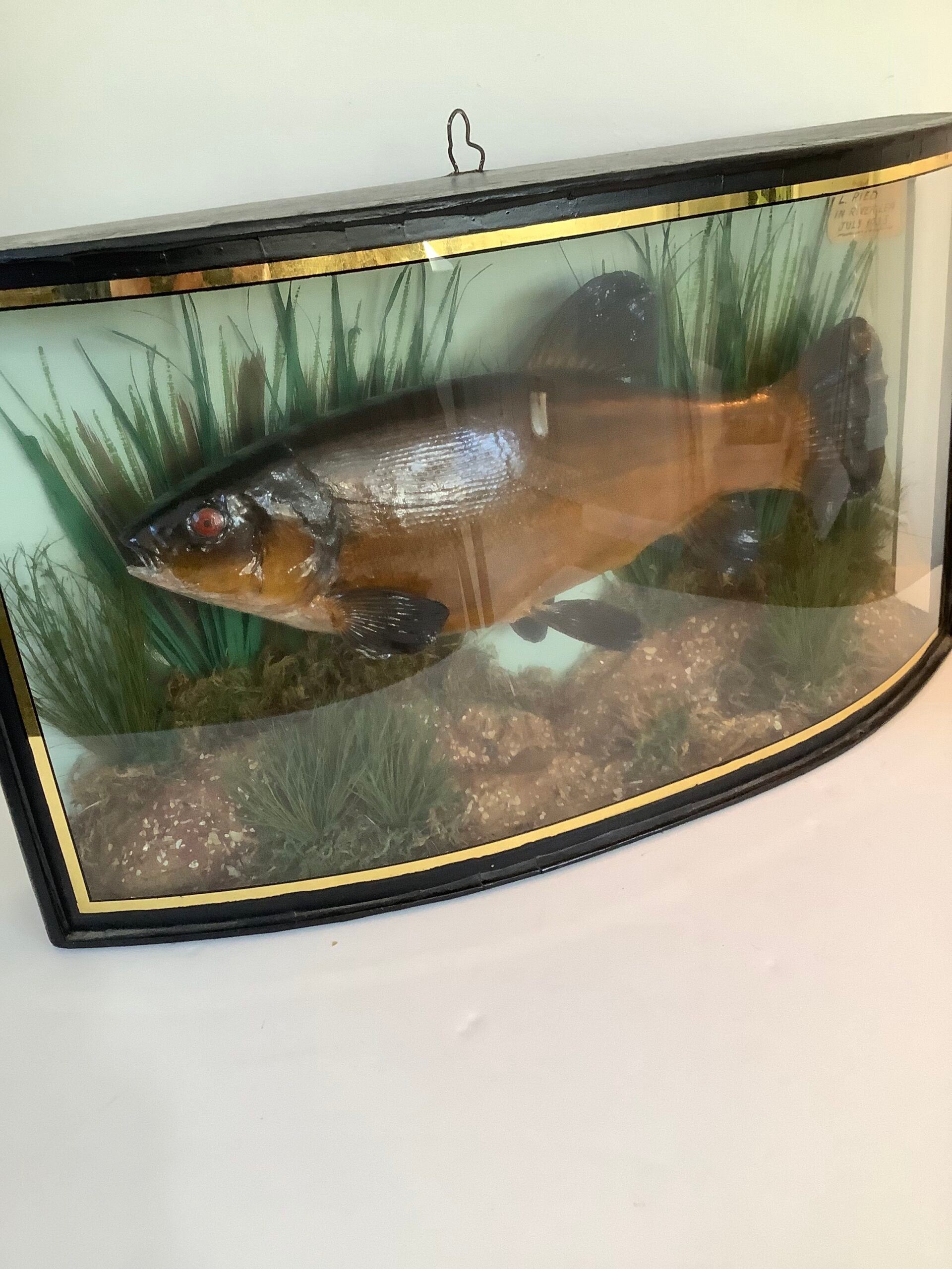 RARE Antique Taxidermy TENCH 1935 Caught from the River Lea