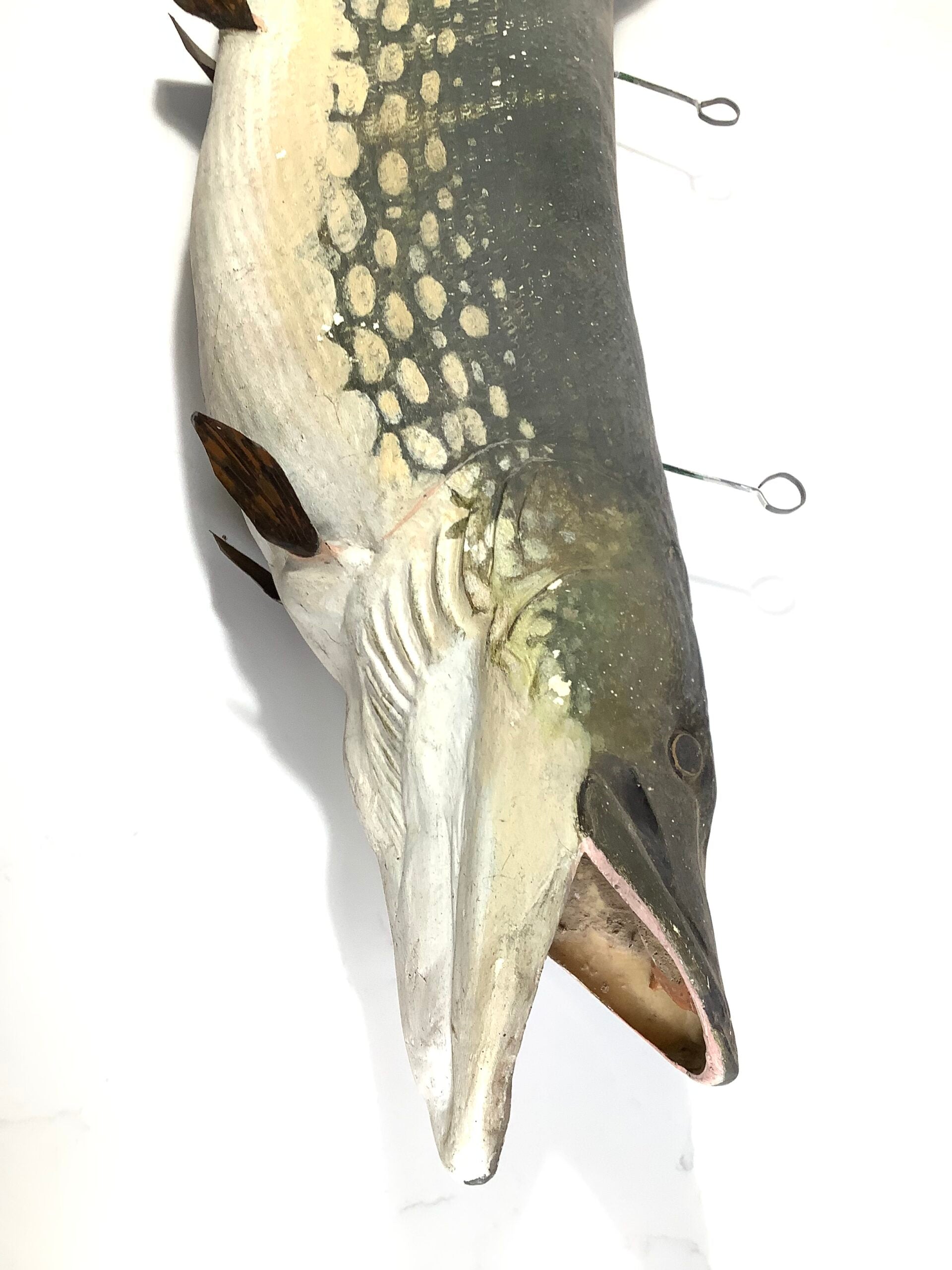 Enormous Ex-Shop Display Realistic 40lbs+ PIKE Display Fun Item