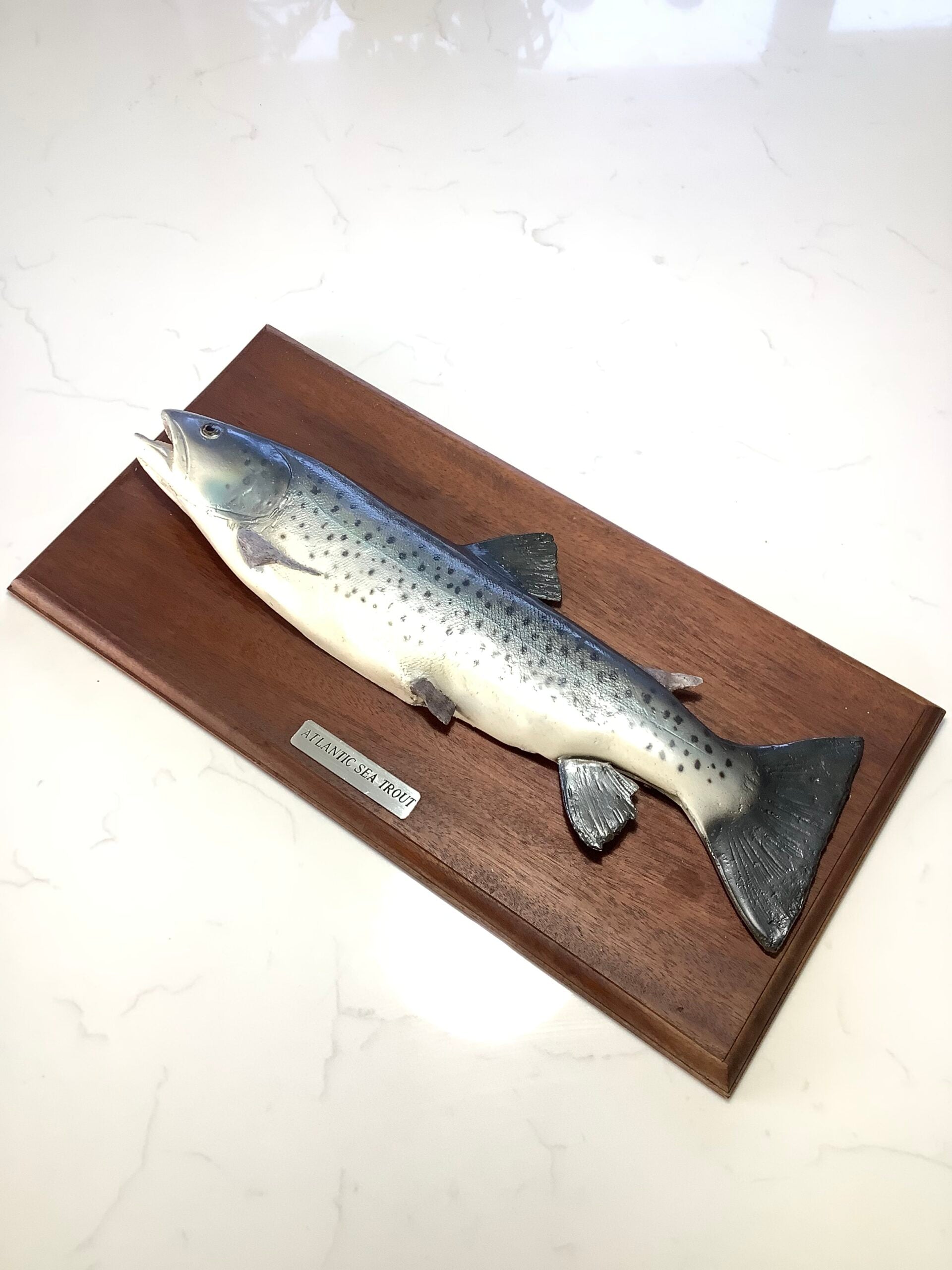 Atlantic Sea-Trout on Mahogany Board