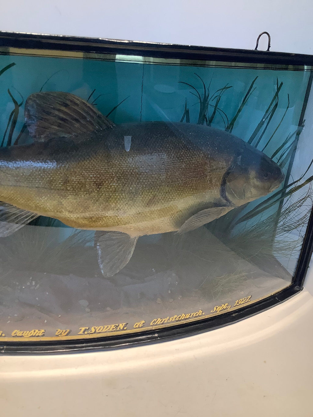 J.COOPER Cased TENCH 4 1/2lb from Christchurch 1927