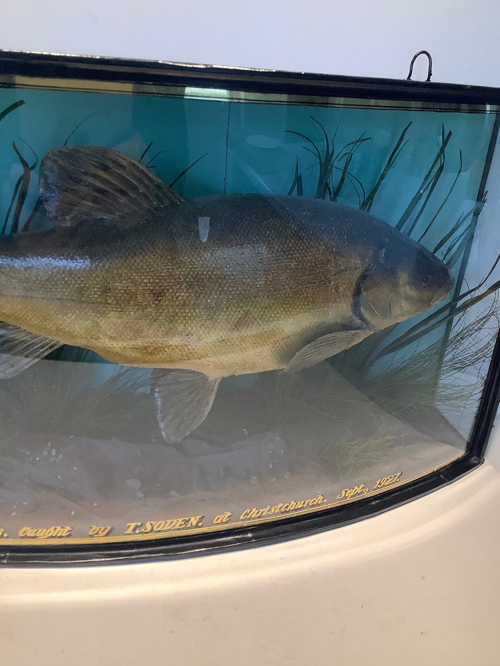 J.COOPER Cased TENCH 4 1/2lb from Christchurch 1927
