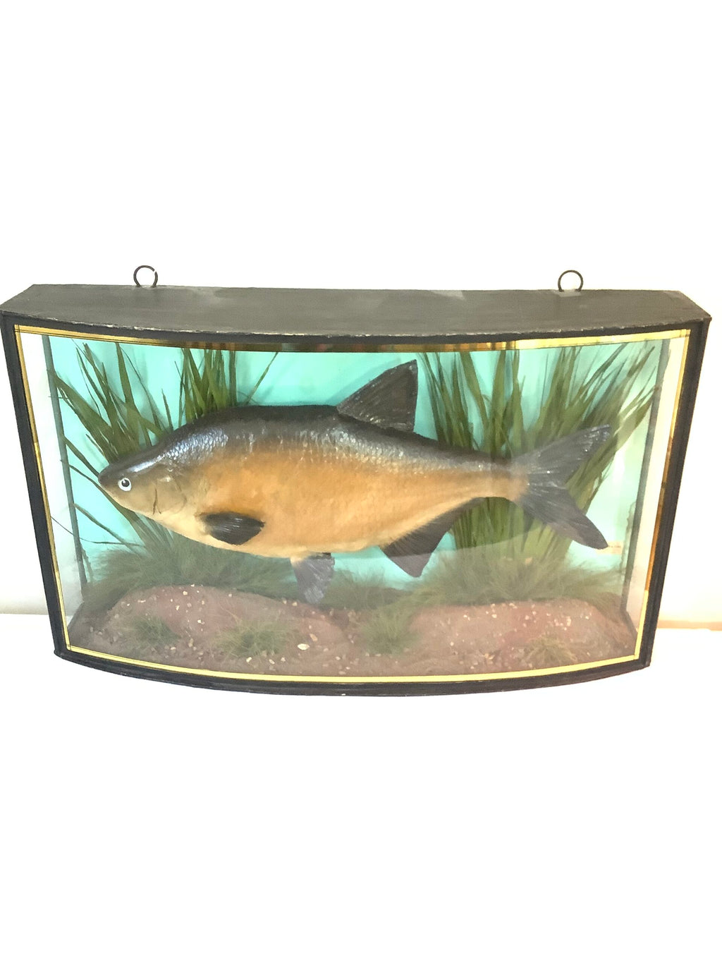 J. COOPER Sons Glass Cased “ BRONZE BREAM “ 1930