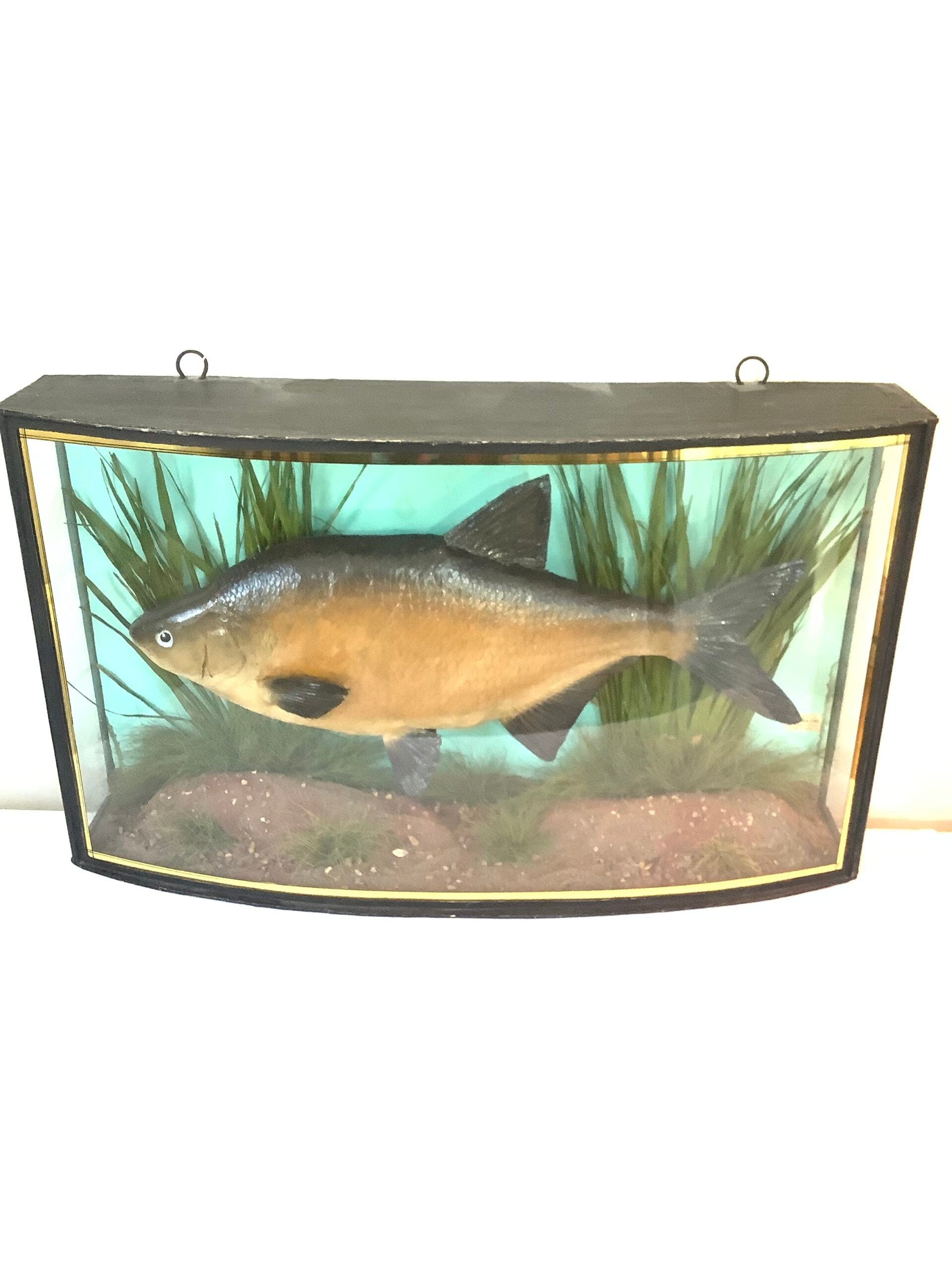 J. COOPER Sons Glass Cased “ BRONZE BREAM “ 1930