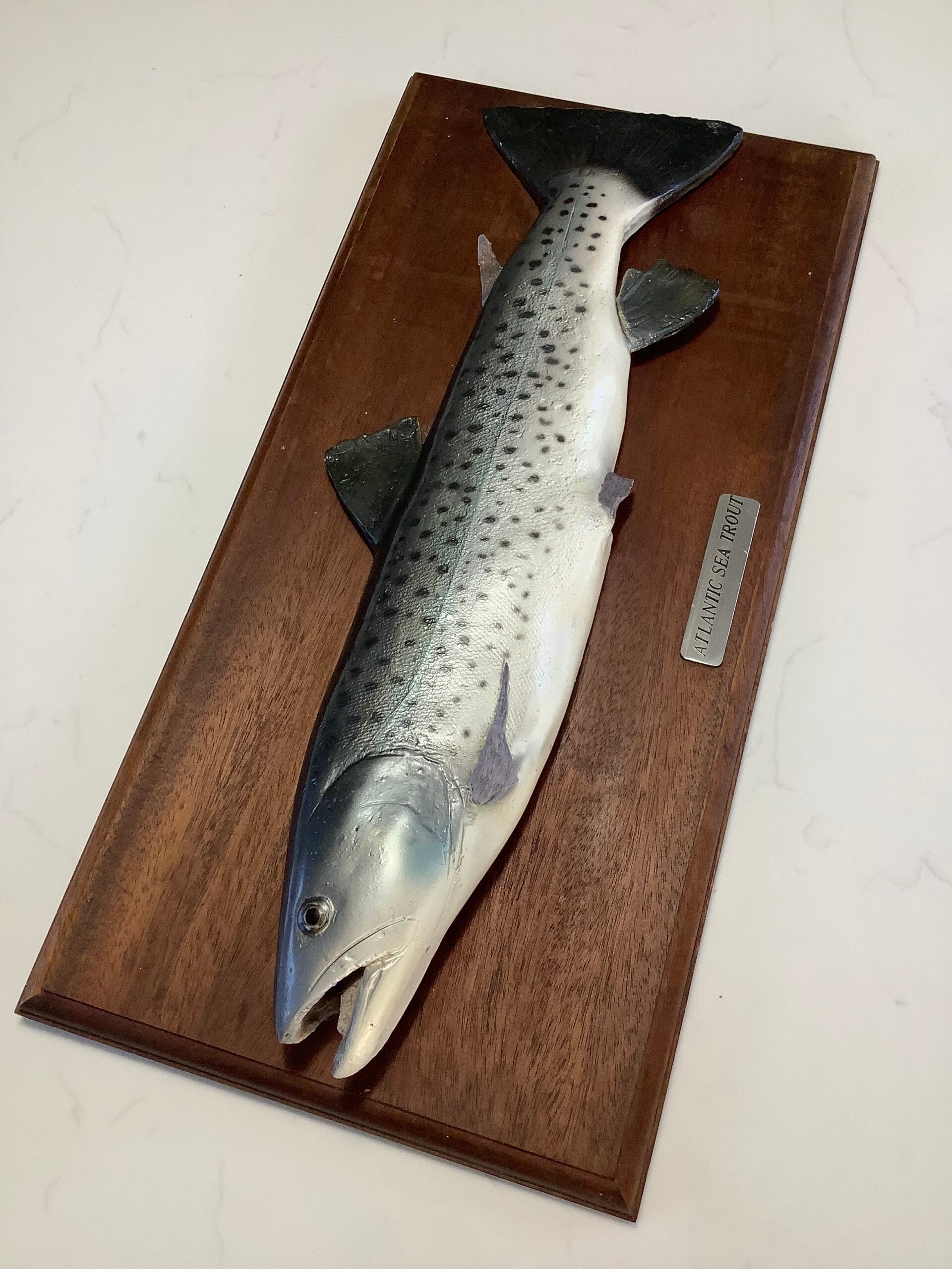 Atlantic Sea-Trout on Mahogany Board