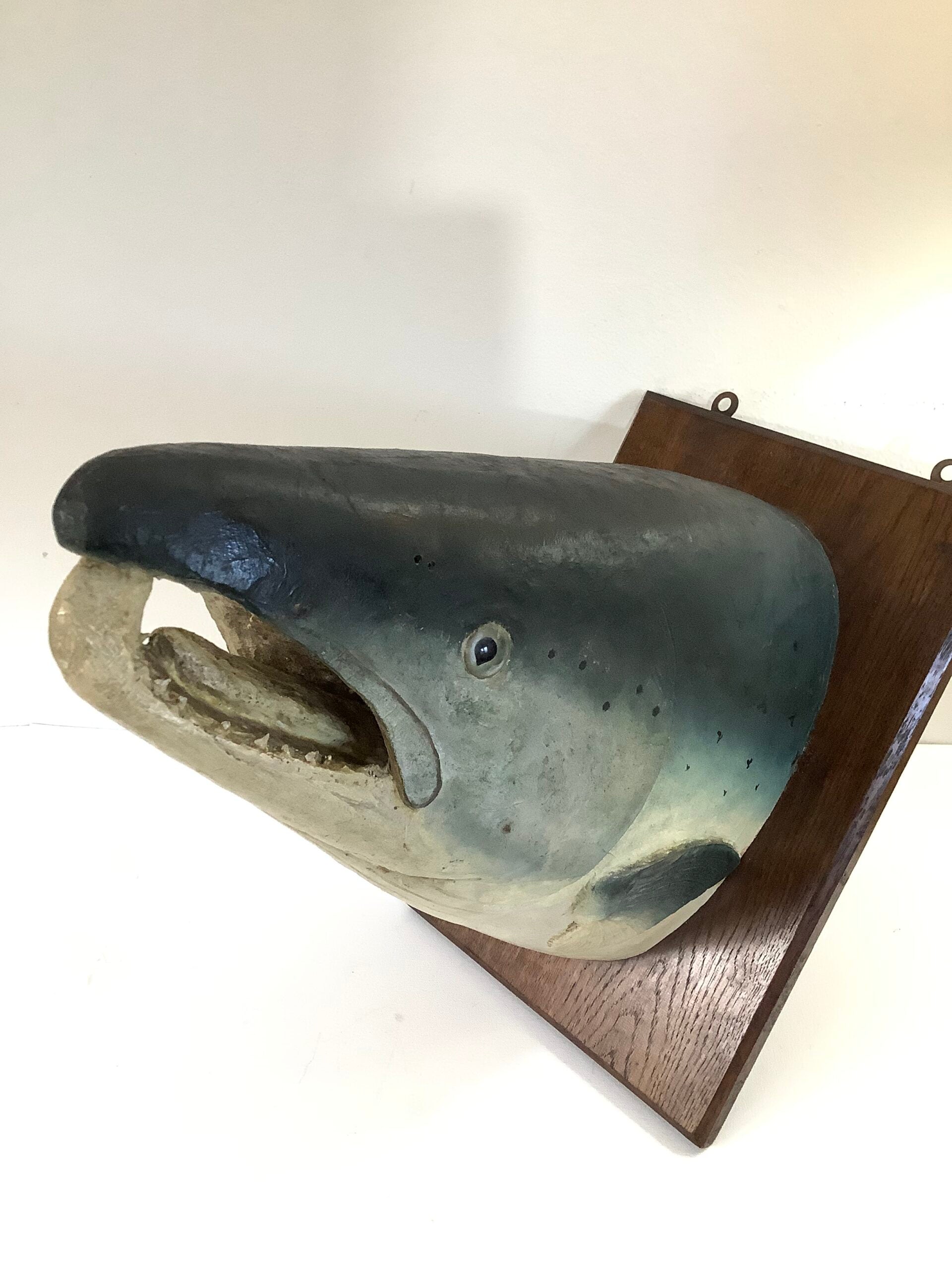 Antique Large Atlantic Salmon Head Wall Mount By A.J PONCHAUD TAXIDERMIST