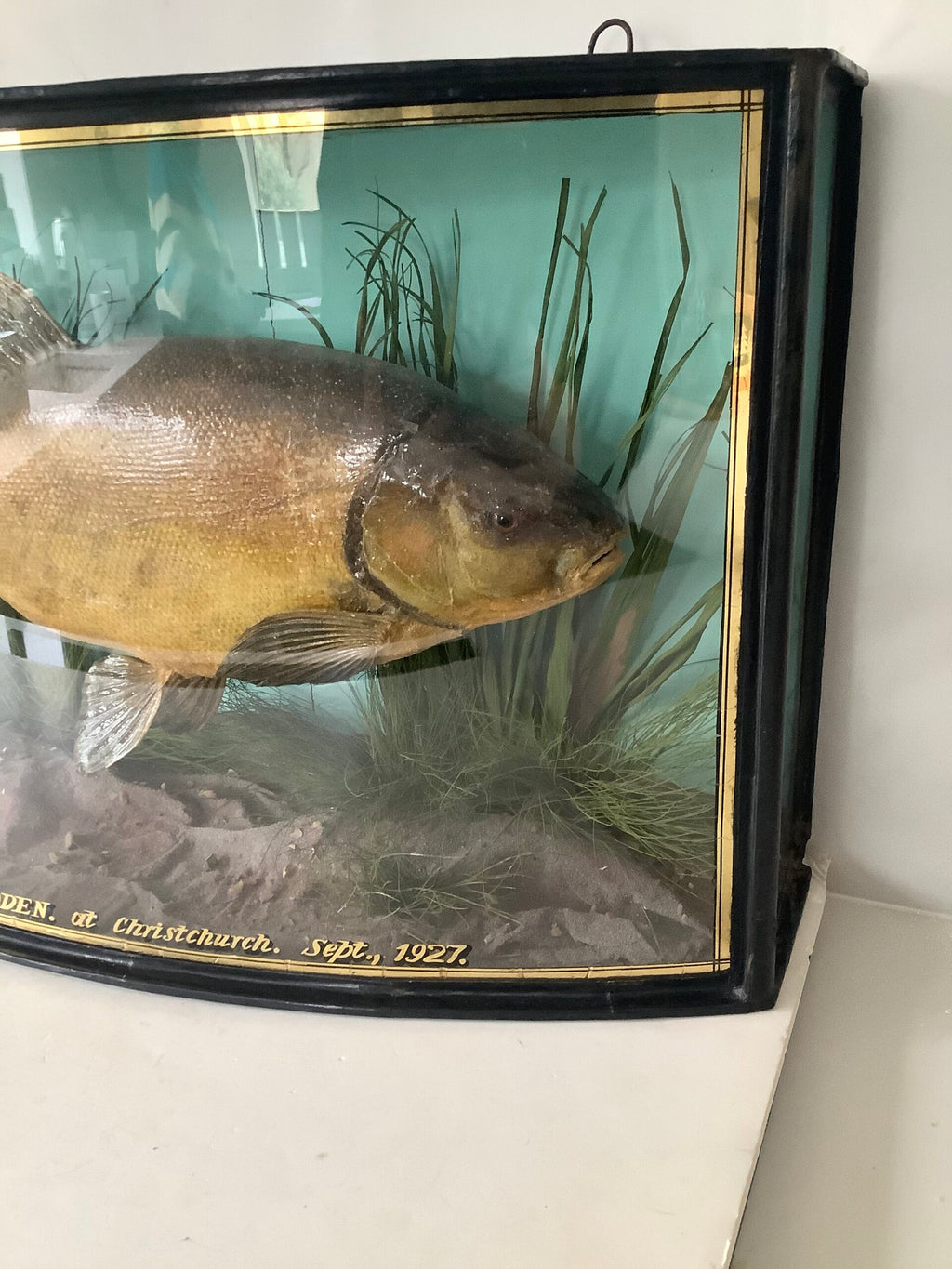 J.COOPER Cased TENCH 4 1/2lb from Christchurch 1927