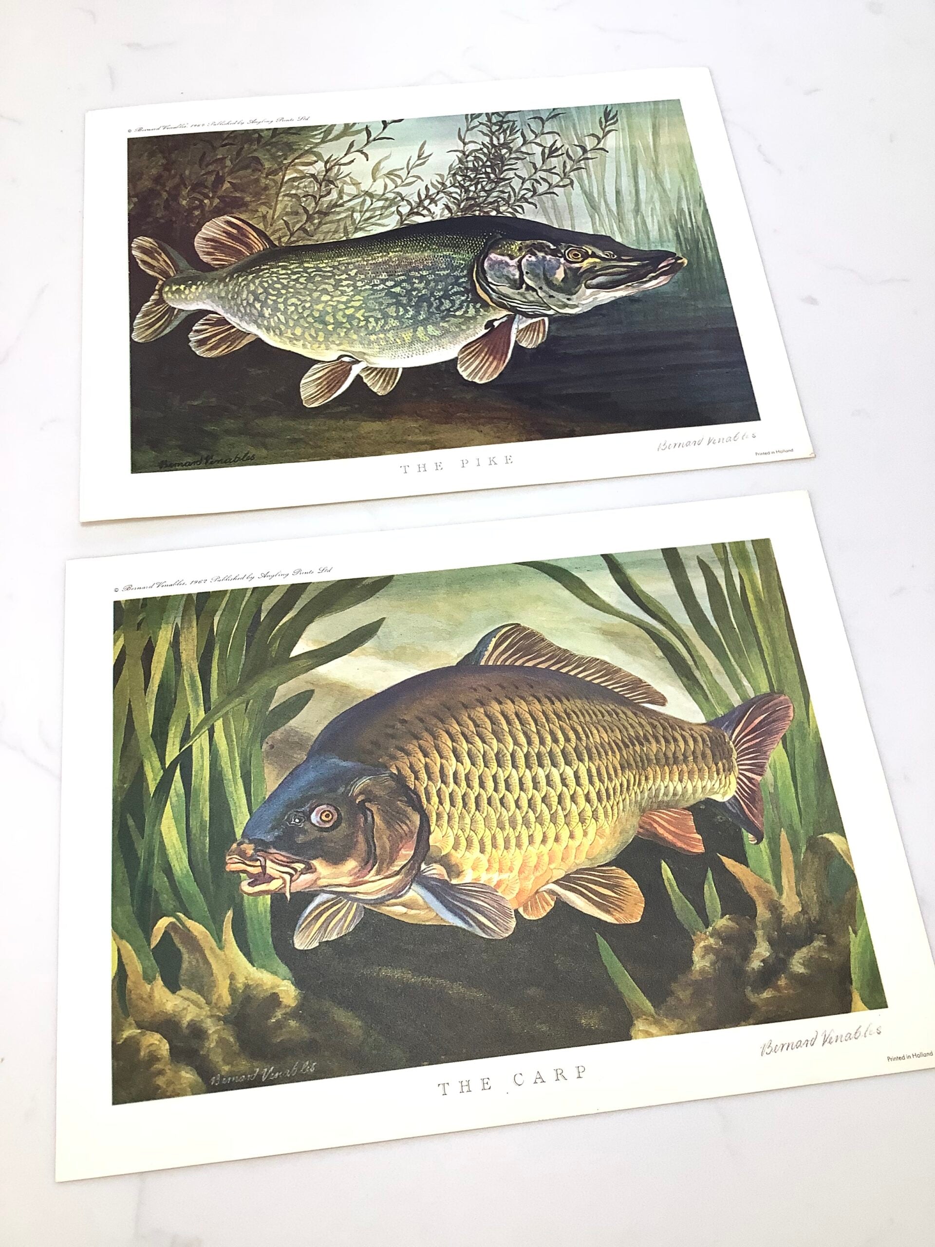 Bernard Venables 1962 Angling Picture Prints of The Carp Pike