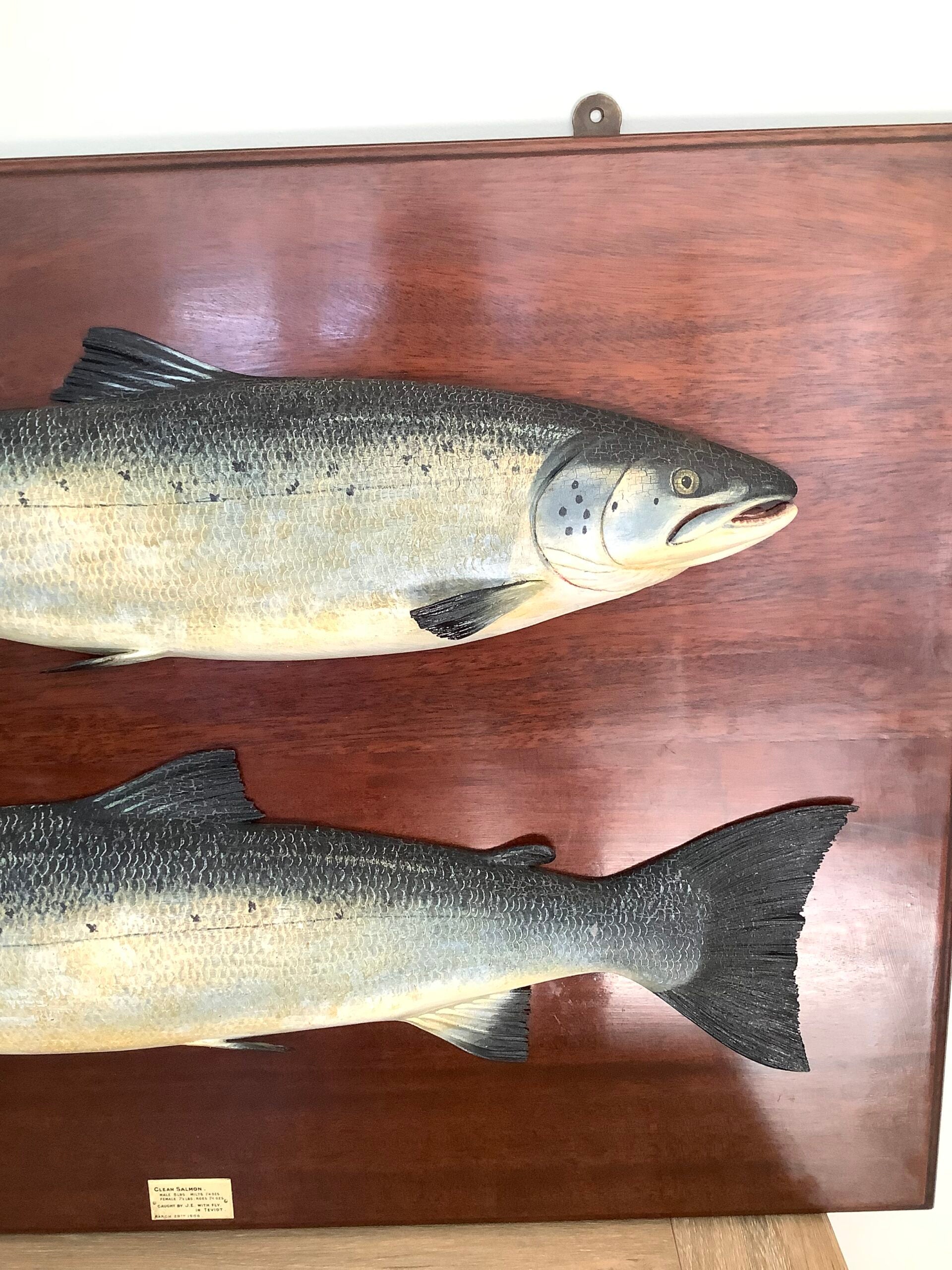 Antique Pair of Fochabers Atlantic Salmon a Hen Cock Fish set in Sinister Dexter positions 1906
