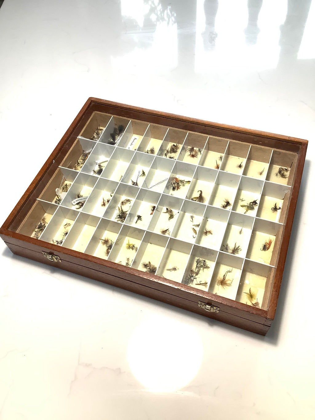 Vintage Ex Shop Fly Display Cabinet