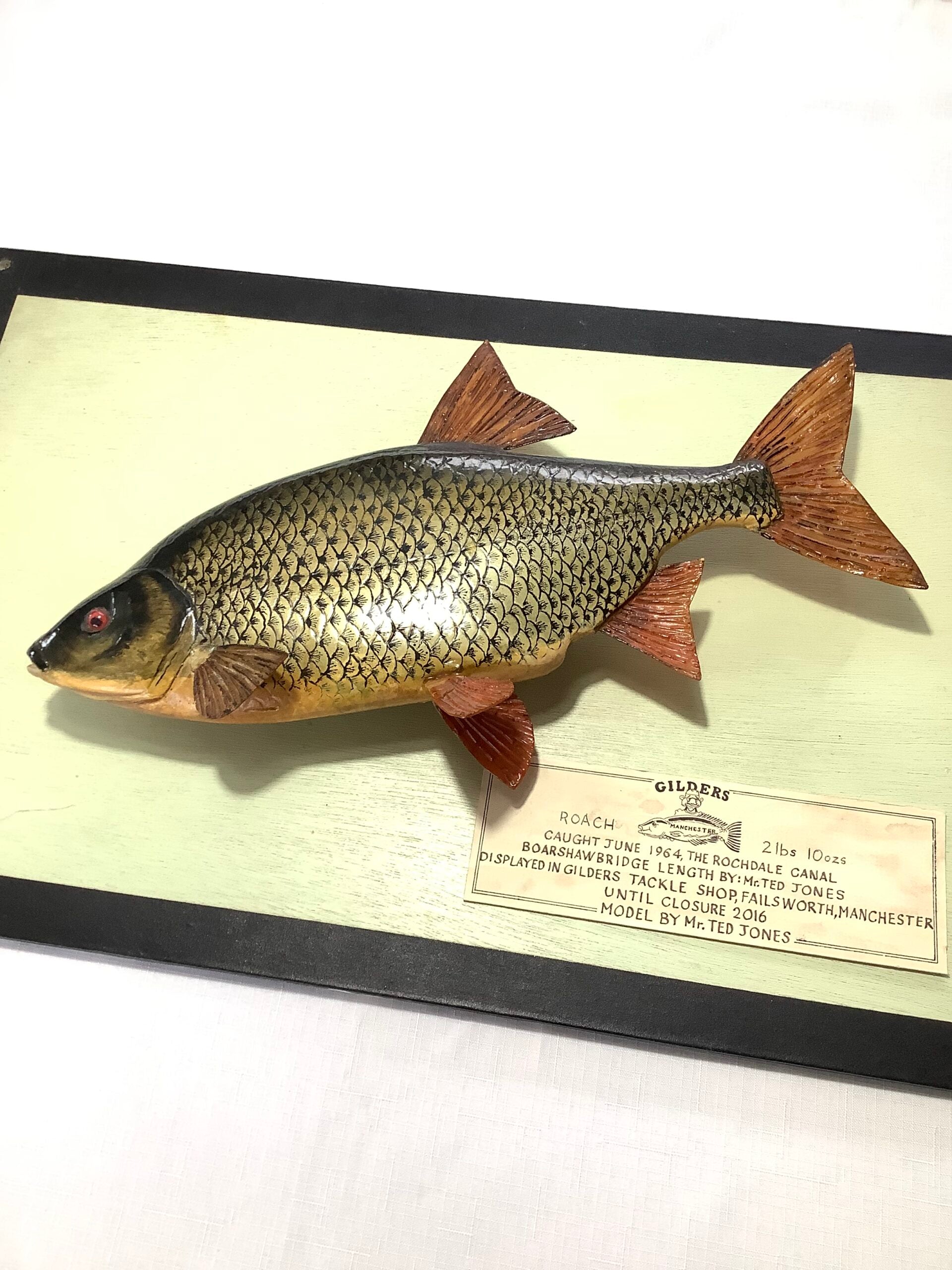 Vintage ROACH Mounted on Board, nice Decorative item.
