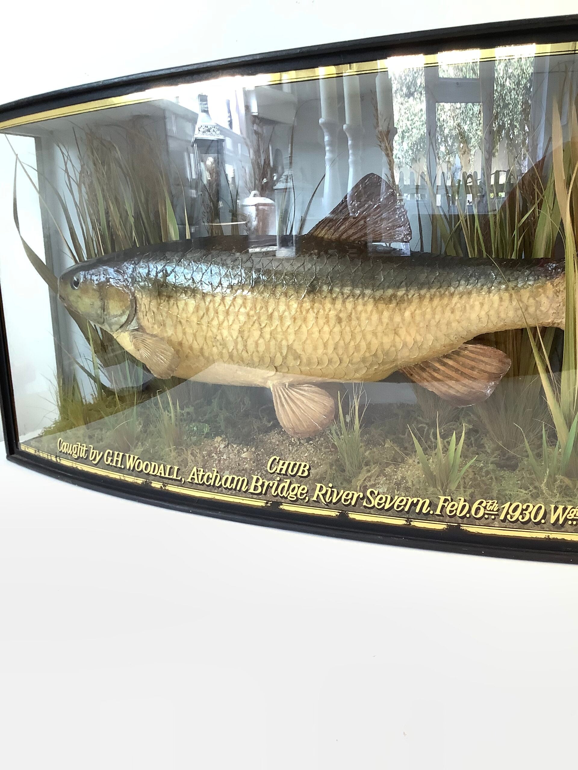 Antique COOPER Cased CHUB 1930 Wgt 4 lbs 2 ozs
